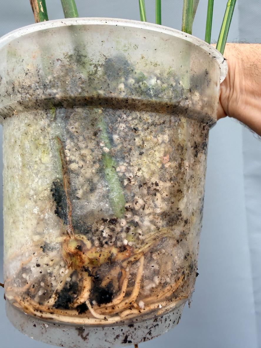 Aspidistra Elatior Variegata  radici