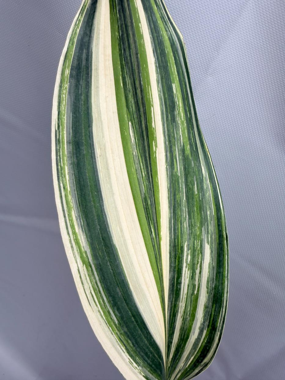 Aspidistra Elatior Variegata  foglia n 3