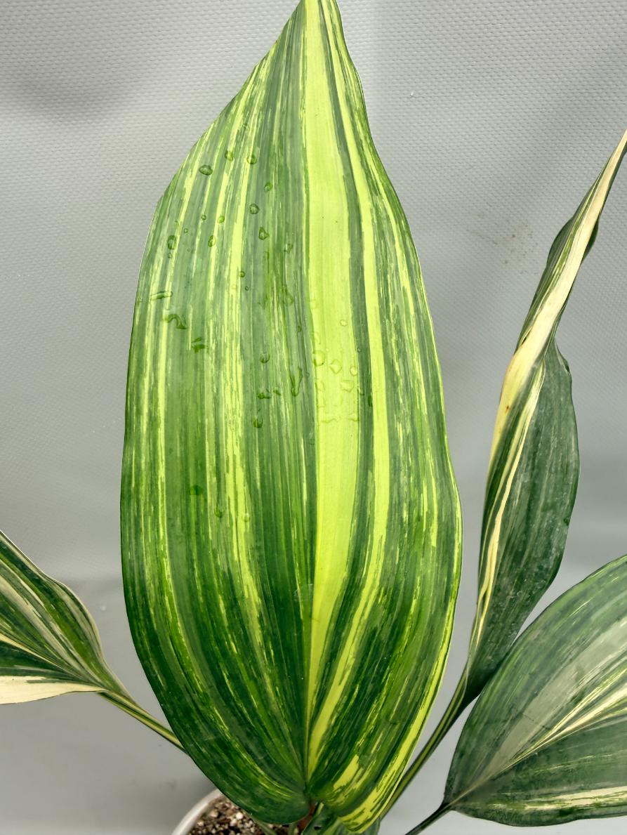 Aspidistra variegata foglia 1