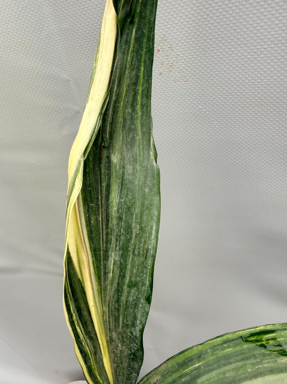 Aspidistra Elatior Variegata  foglia n 5