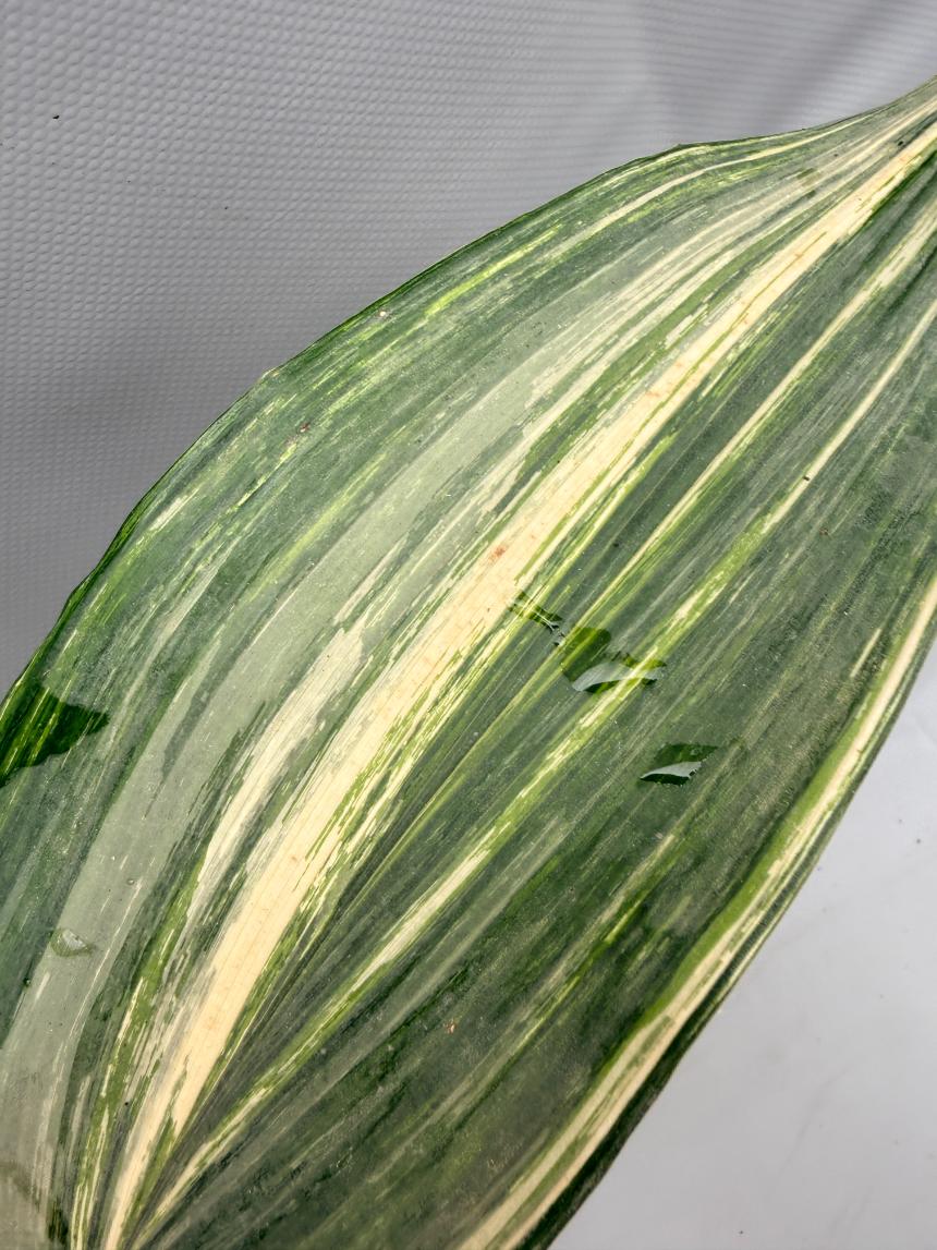 Aspidistra Elatior Variegata  foglia n 6