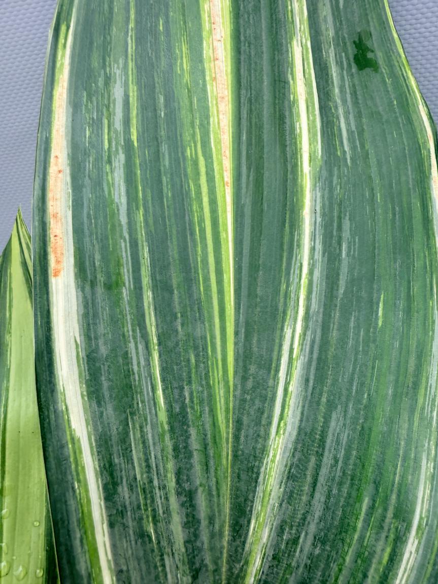 Aspidistra Elatior Variegata  foglia n 8