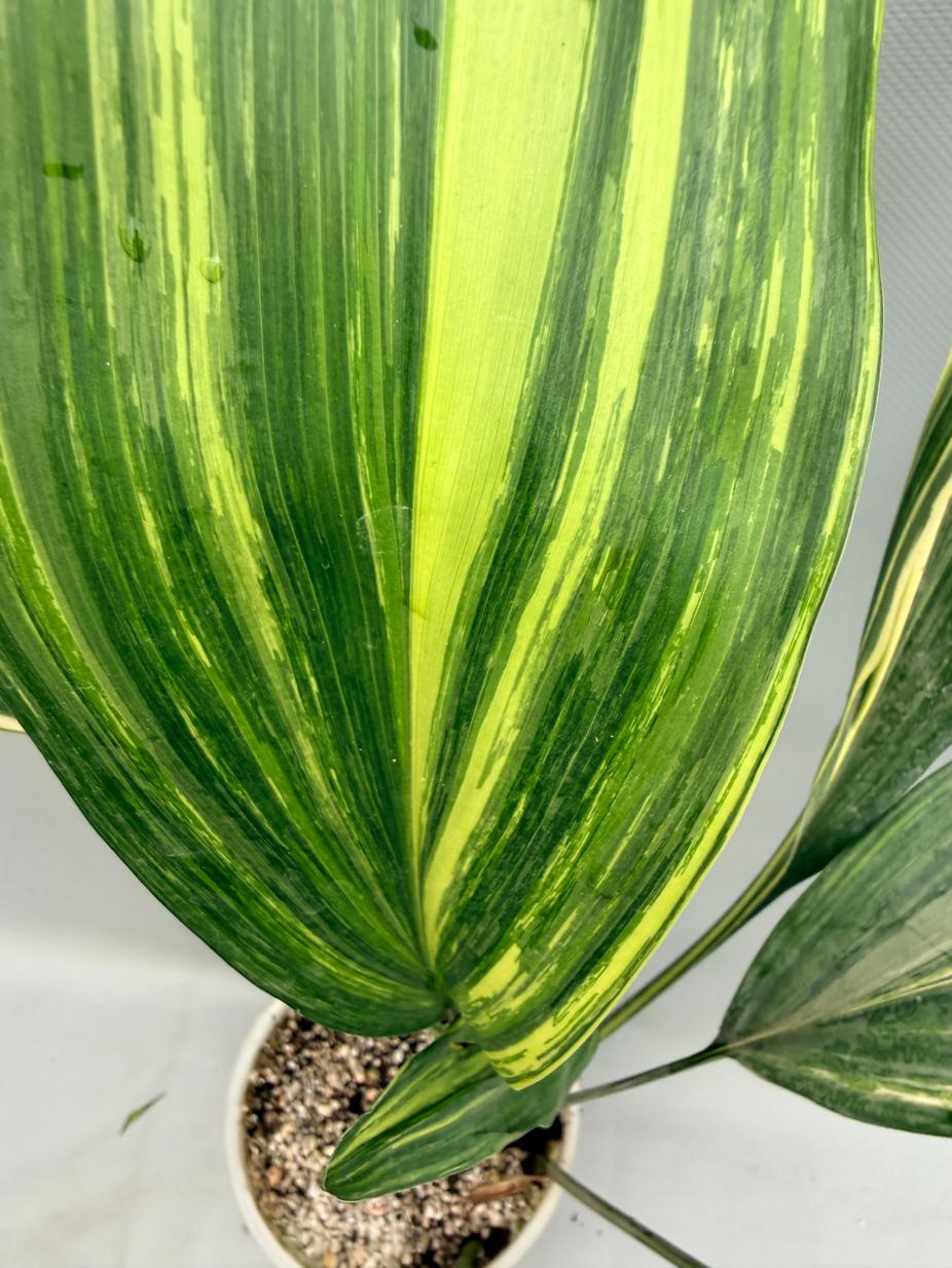 Aspidistra Elatior Variegata  foglia n 7