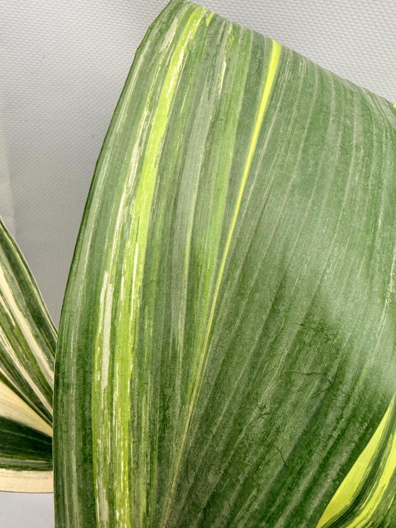 Aspidistra Elatior Variegata  foglia n 9