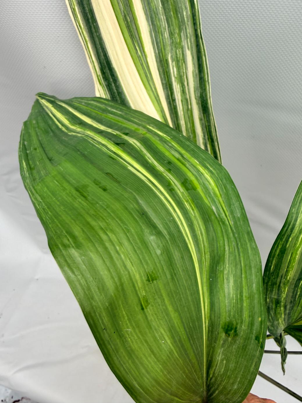 Aspidistra Elatior Variegata  foglia n 2