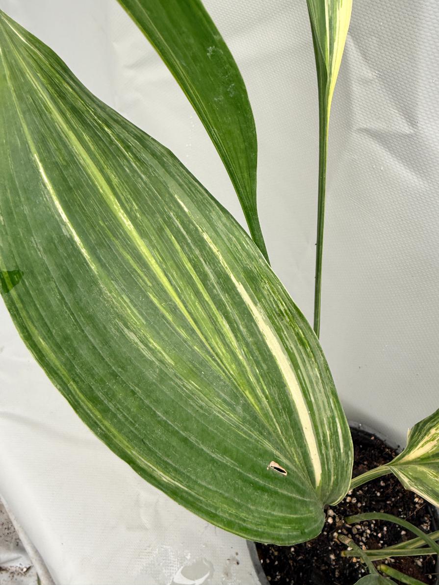 Aspidistra Elatior Variegata  foglia n 12