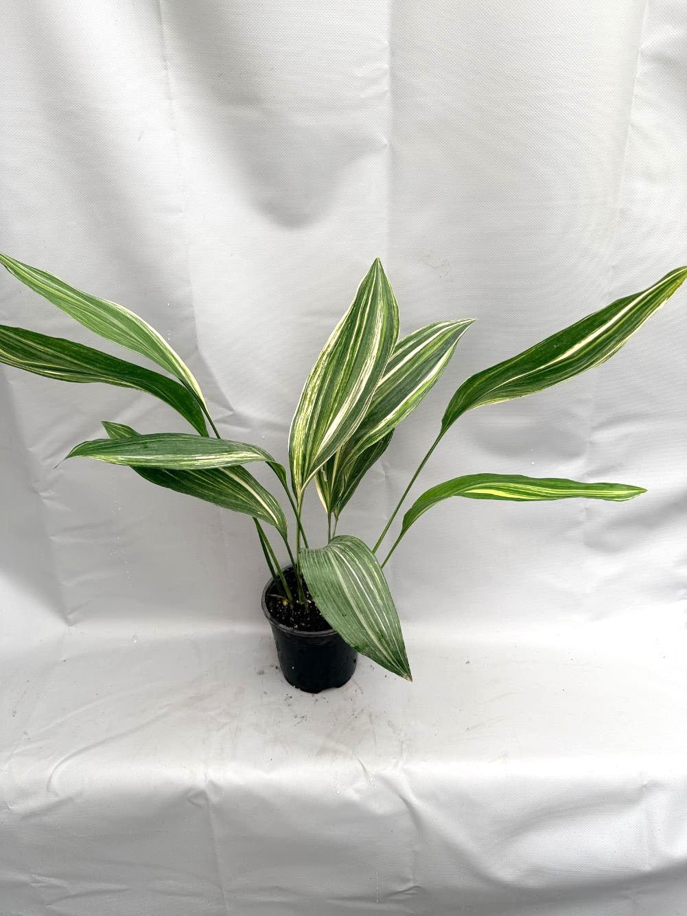 Aspidistra Elatior Variegata  foglia n 2