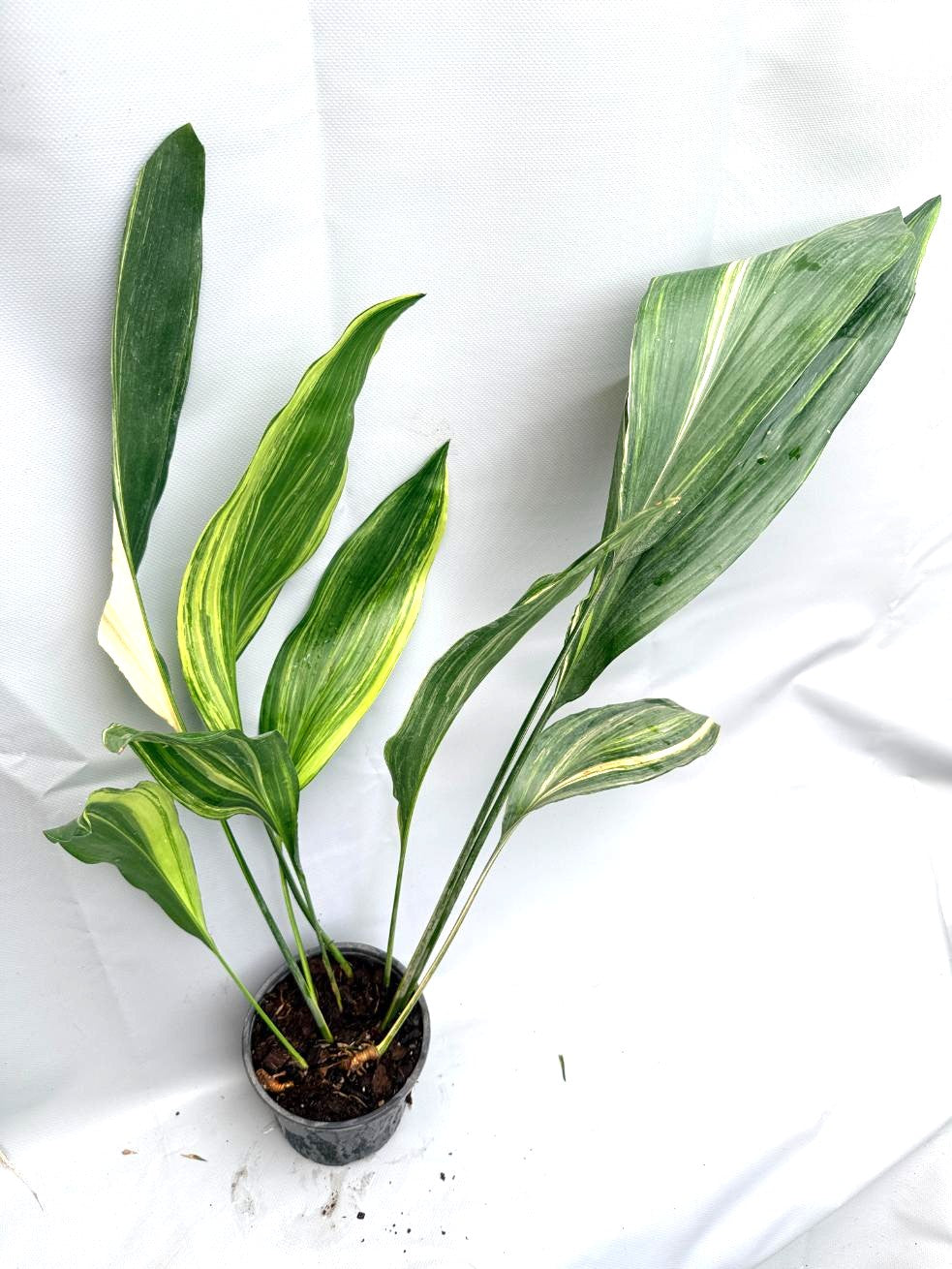 Aspidistra Elatior Variegata  pianta intera