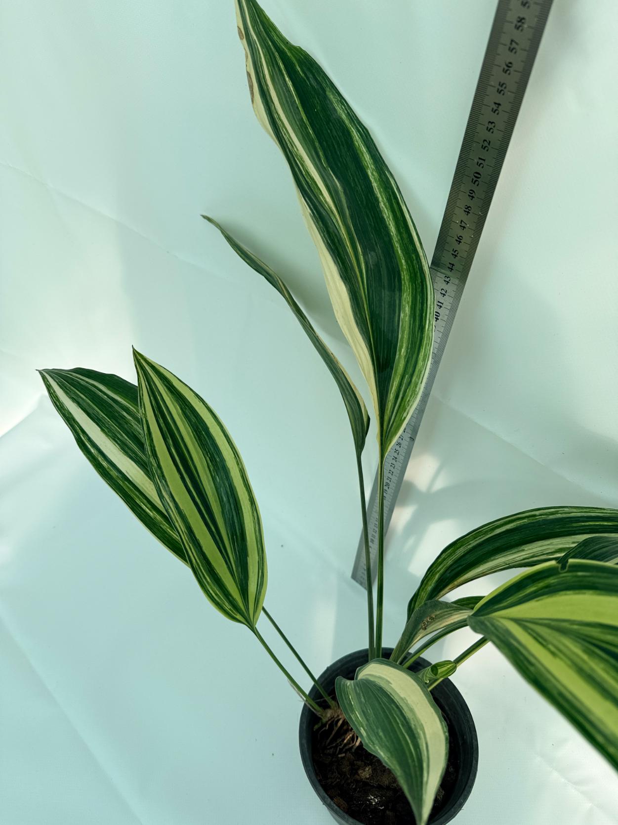 Aspidistra Elatior Variegata 3