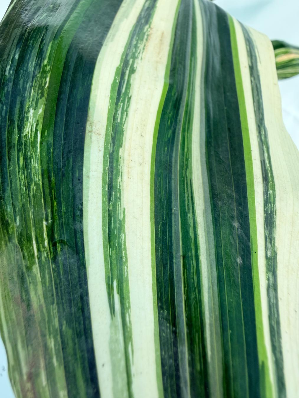 Aspidistra Elatior Variegata 12