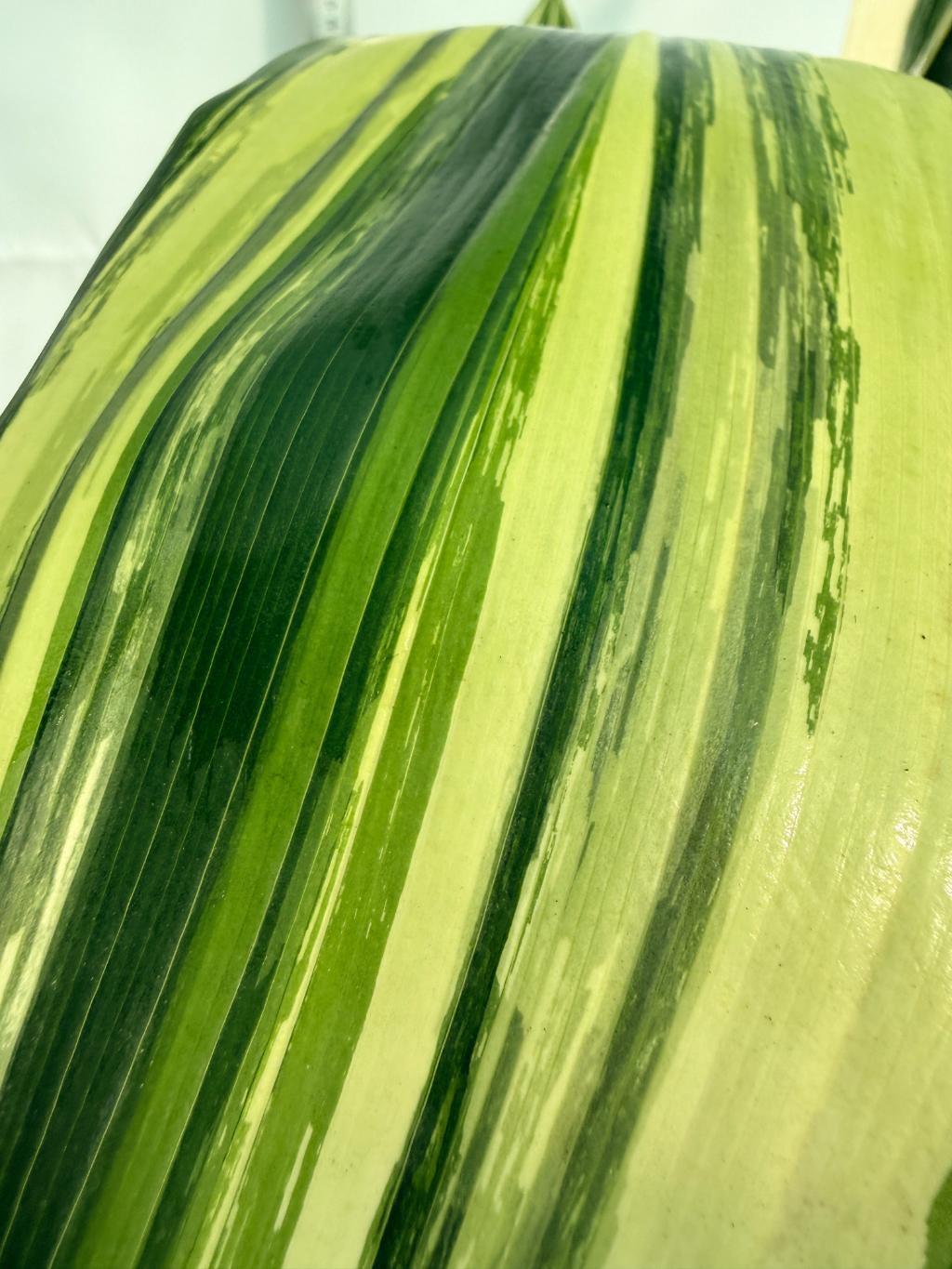 Aspidistra Elatior Variegata 11