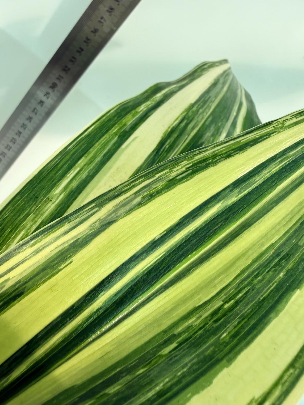 Aspidistra Elatior Variegata 2
