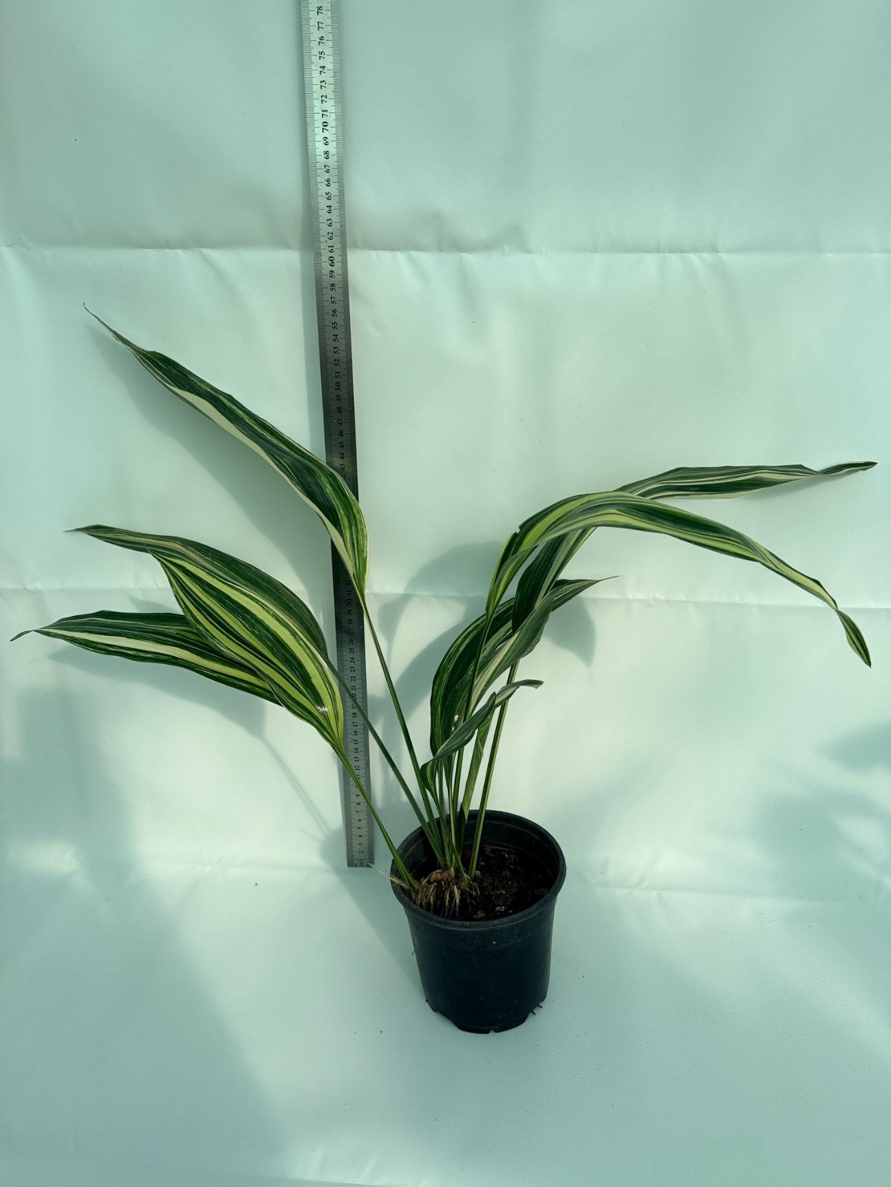 Aspidistra Elatior Variegata 13