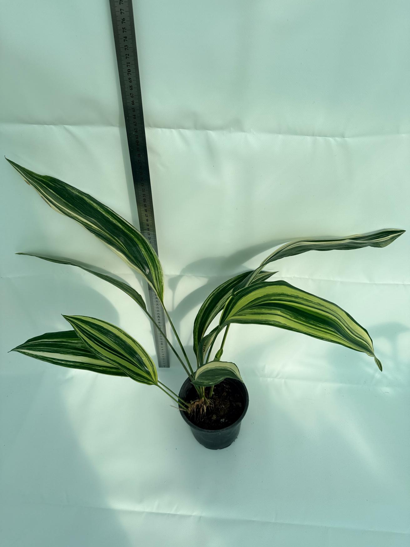 Aspidistra Elatior Variegata 1