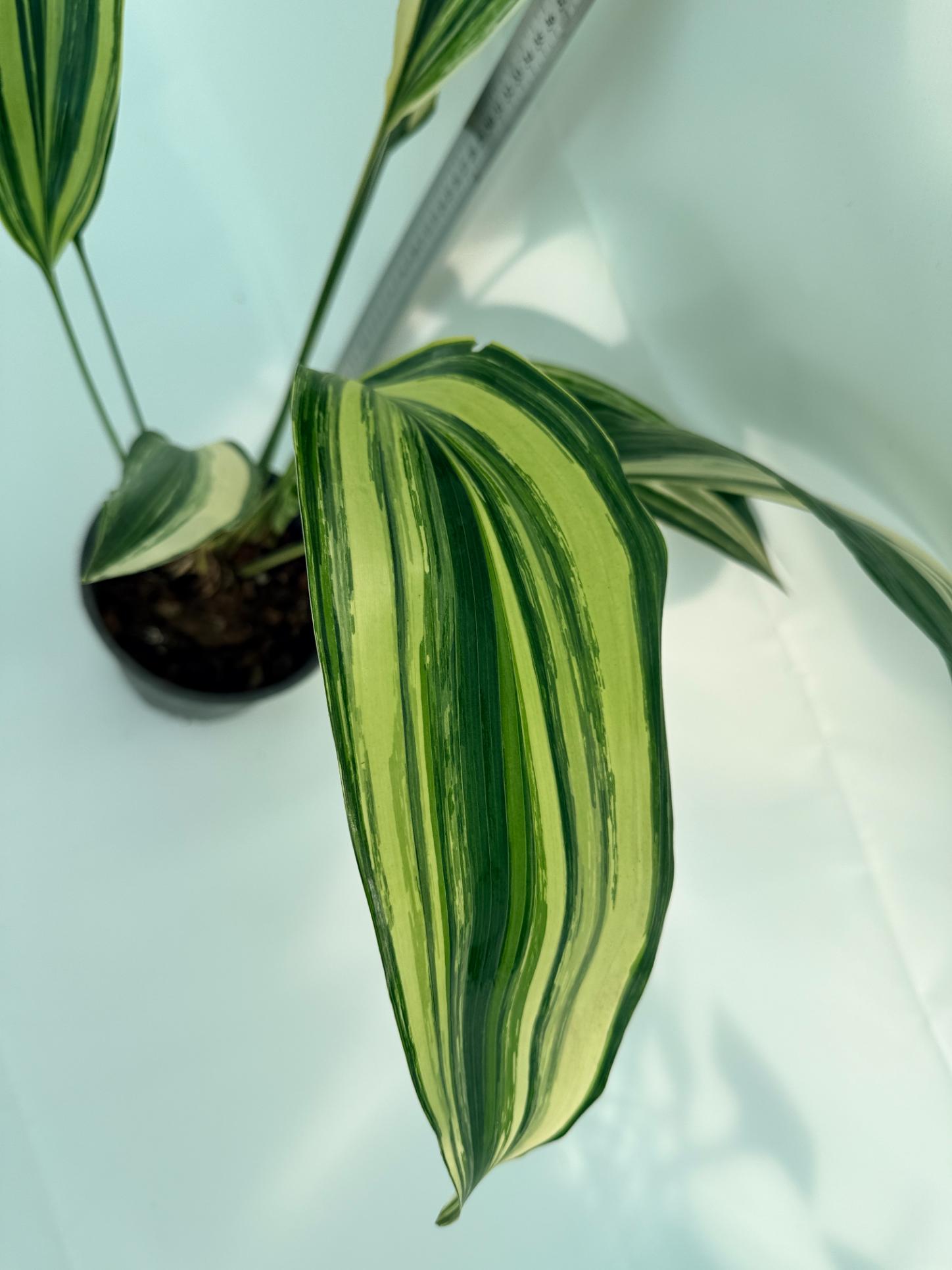 Aspidistra Elatior Variegata 4