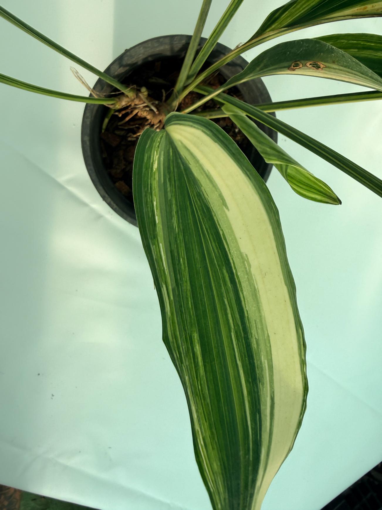 Aspidistra Elatior Variegata 5
