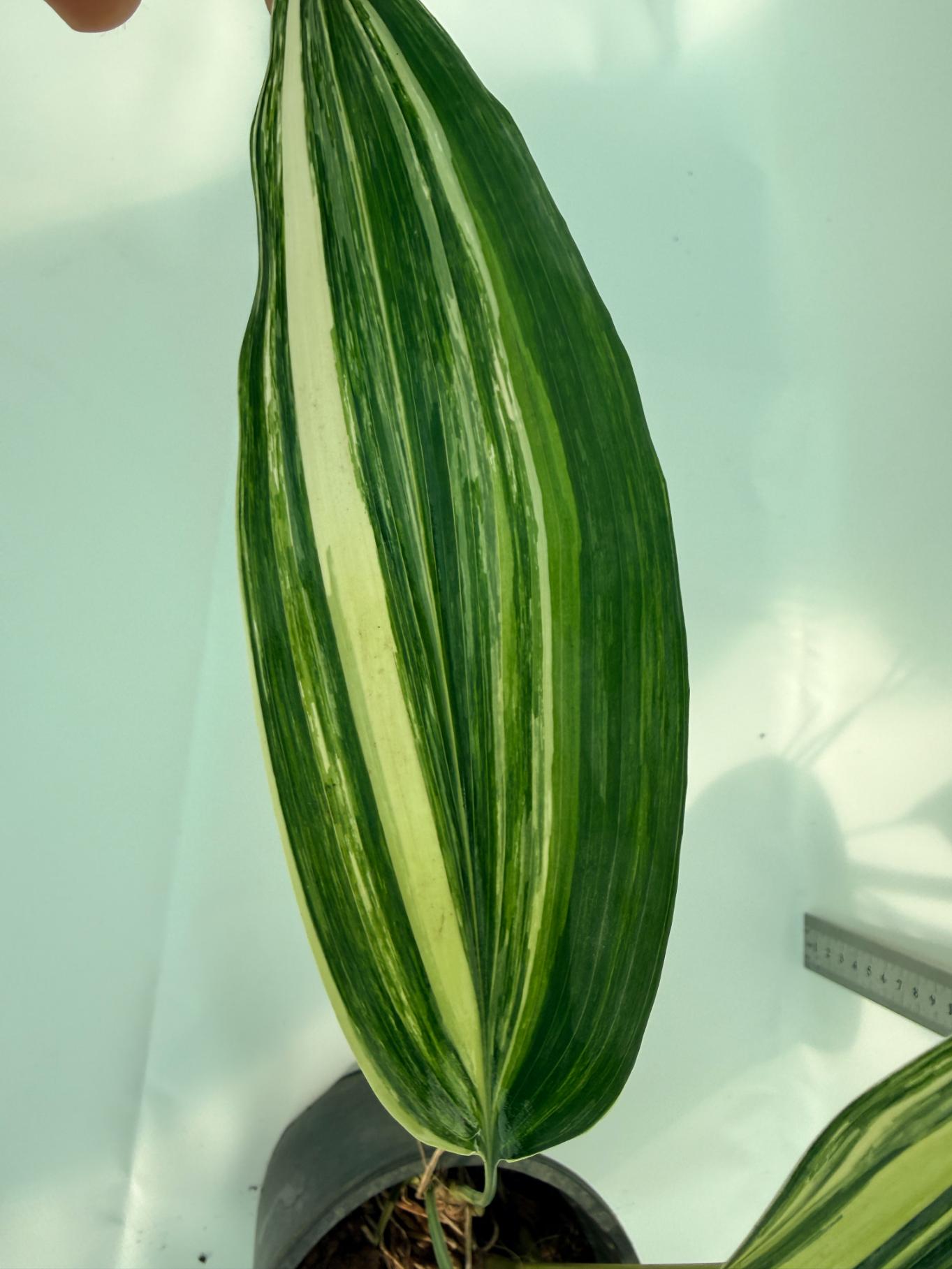Aspidistra Elatior Variegata 6