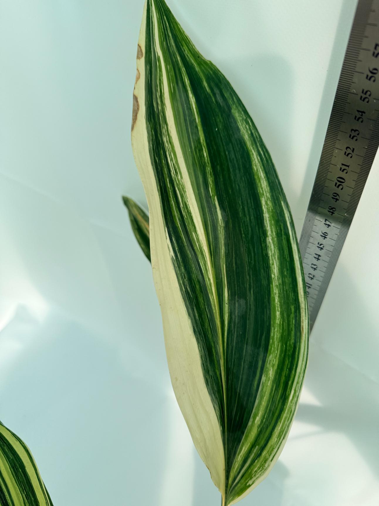 Aspidistra Elatior Variegata 7