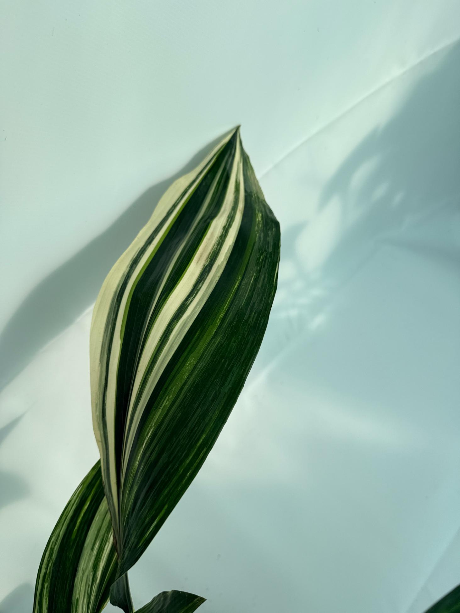 Aspidistra Elatior Variegata 8
