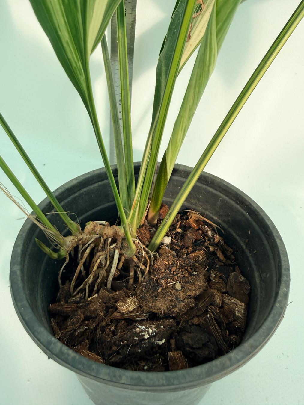 Aspidistra Elatior Variegata 9