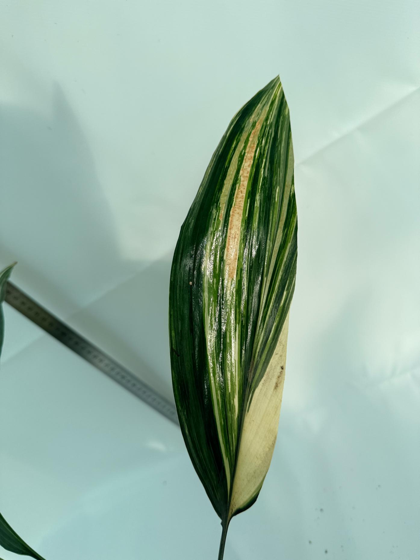 Aspidistra Elatior Variegata 10