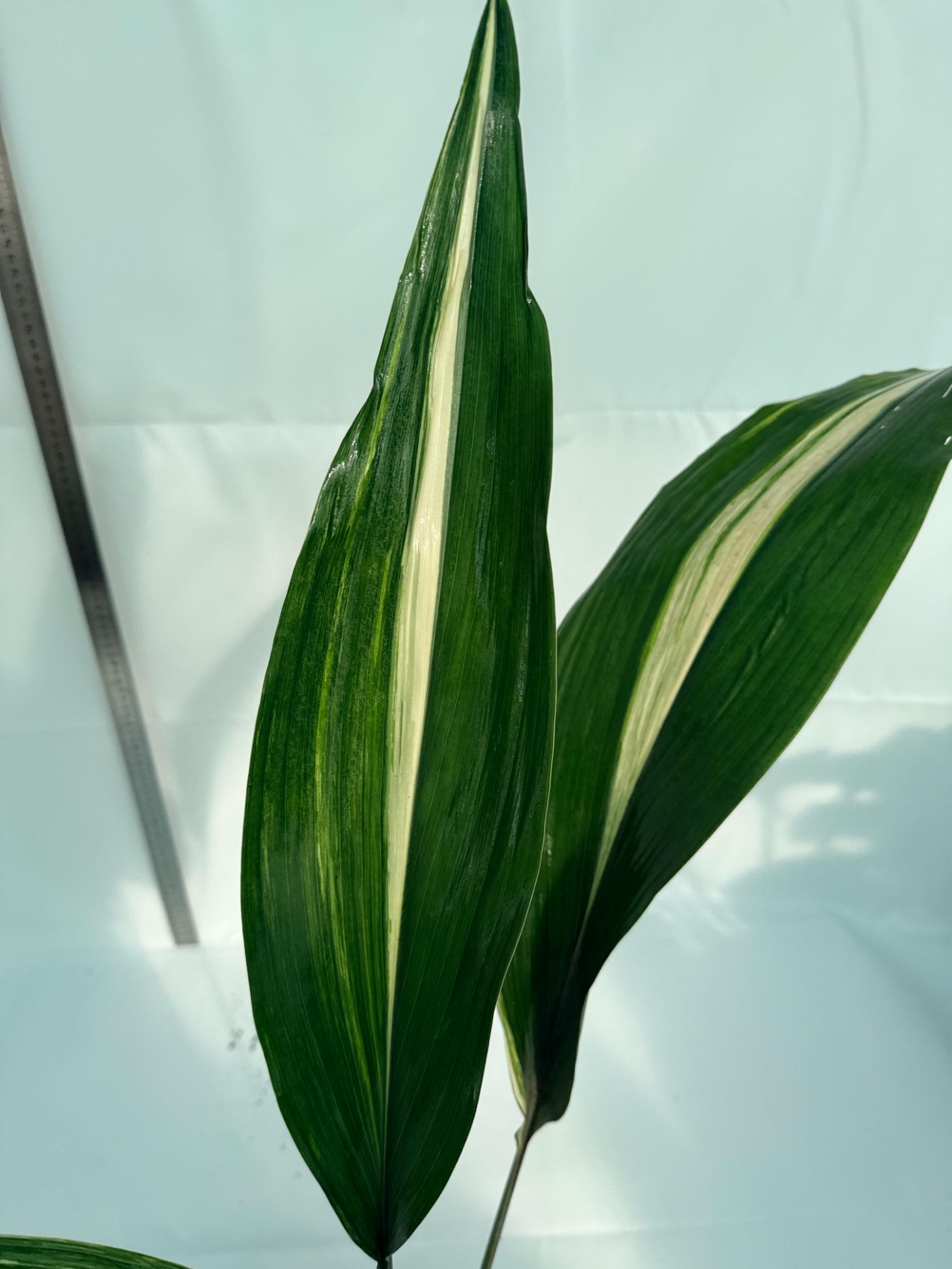 Aspidistra Elatior Variegata 4