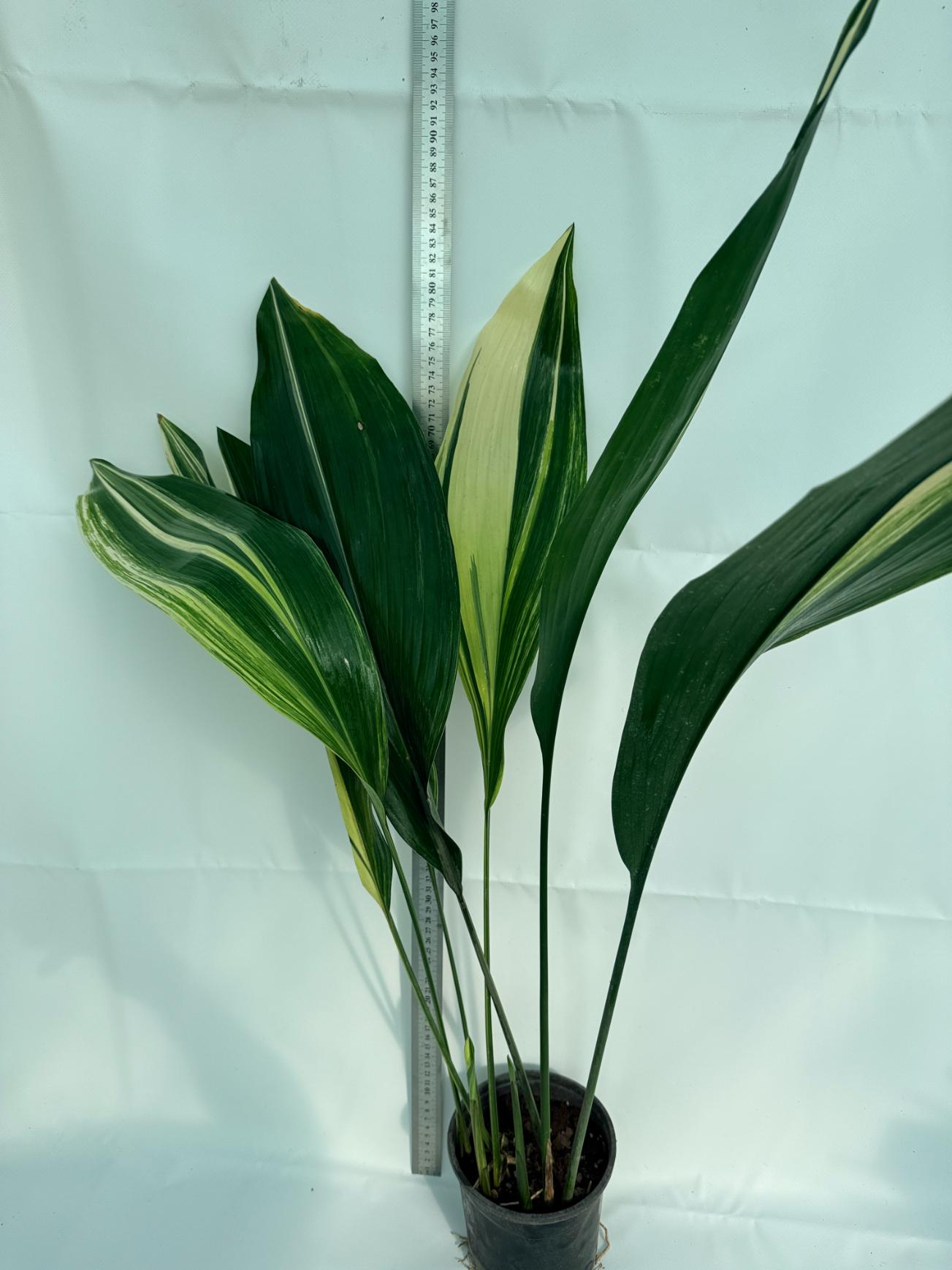 Aspidistra Elatior Variegata 9