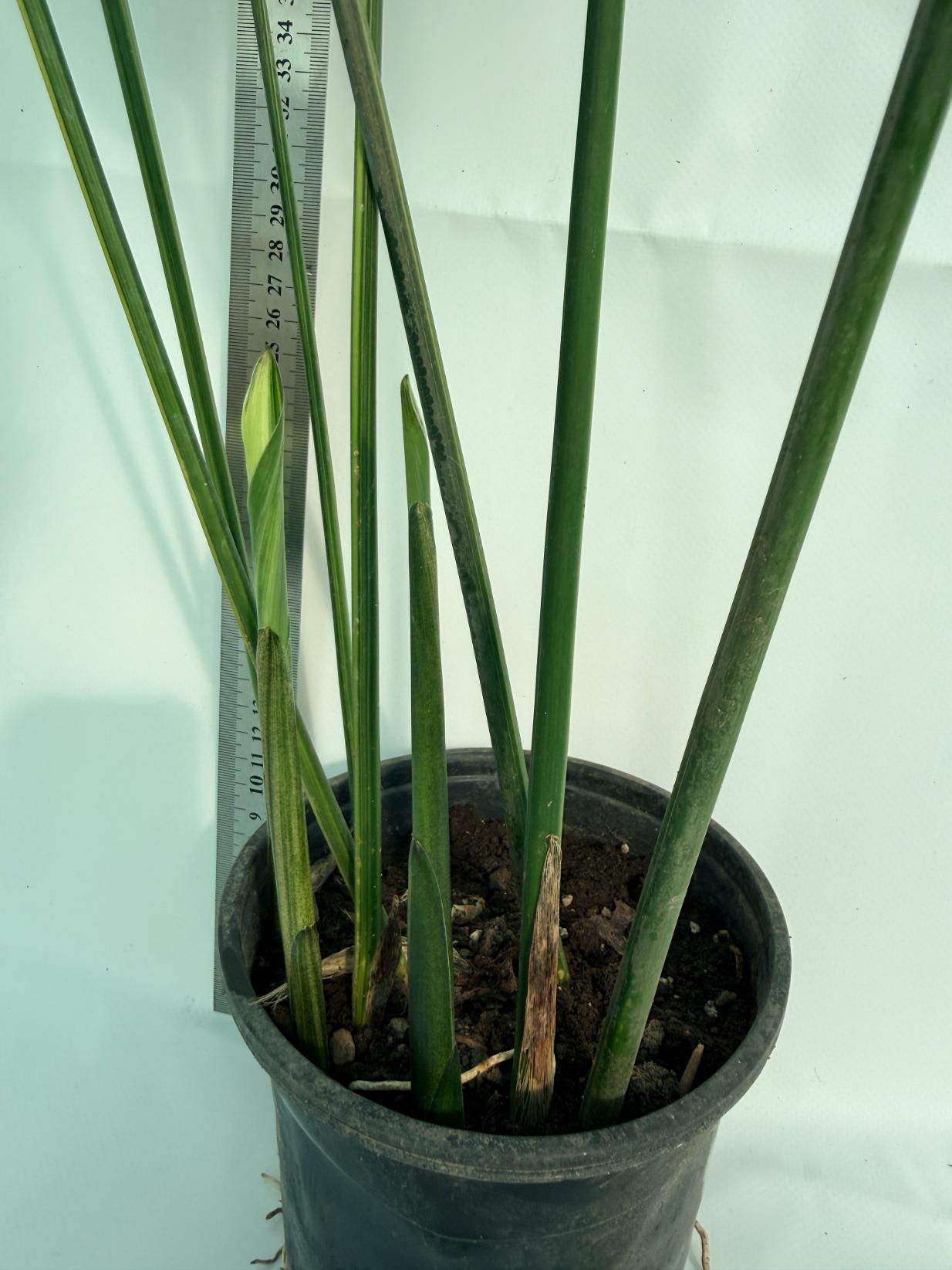 Aspidistra Elatior Variegata 10