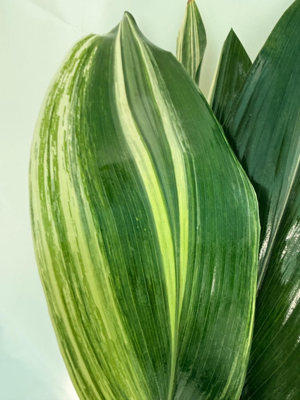 Aspidistra Elatior Variegata 11