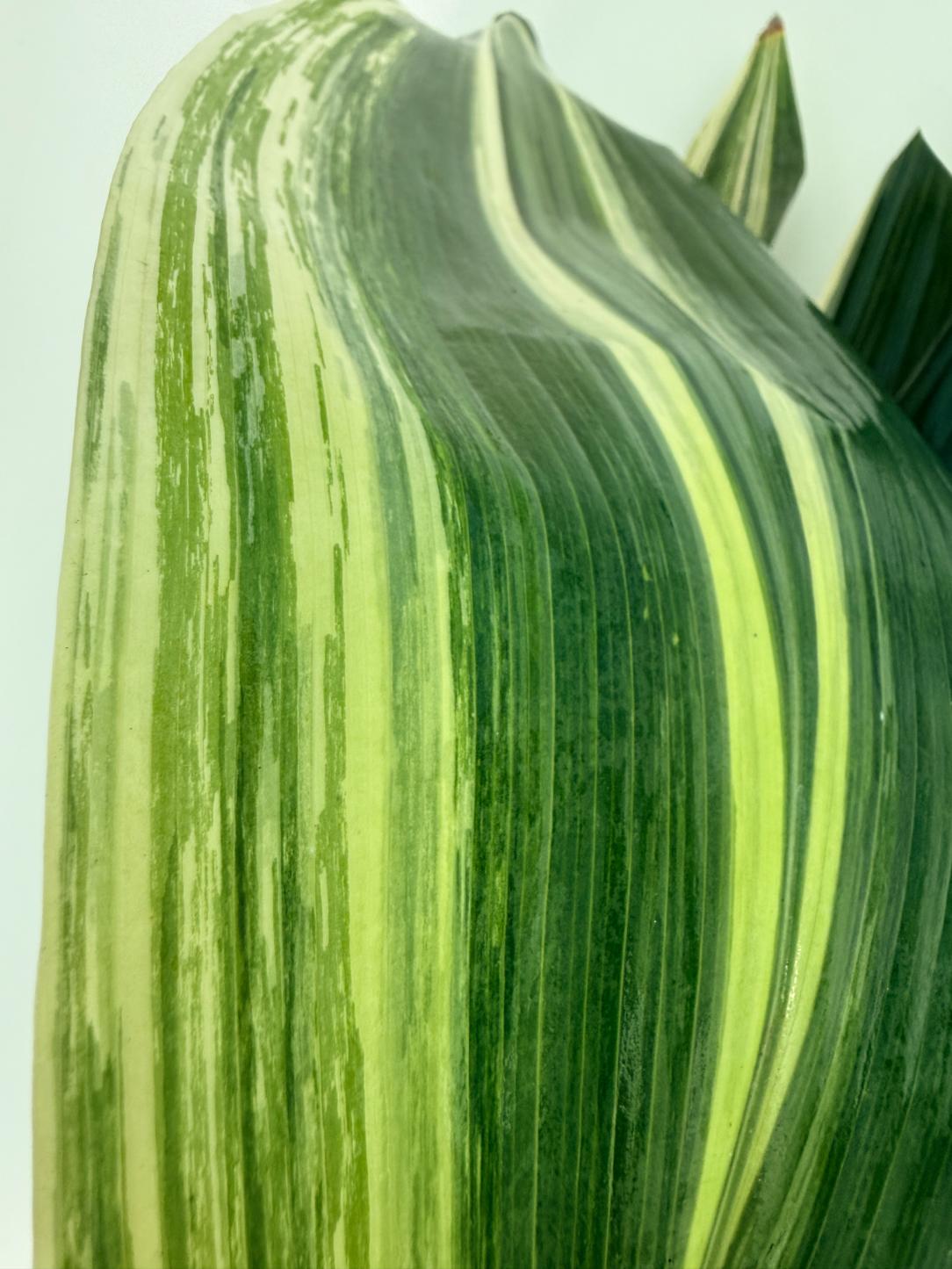 Aspidistra Elatior Variegata 12