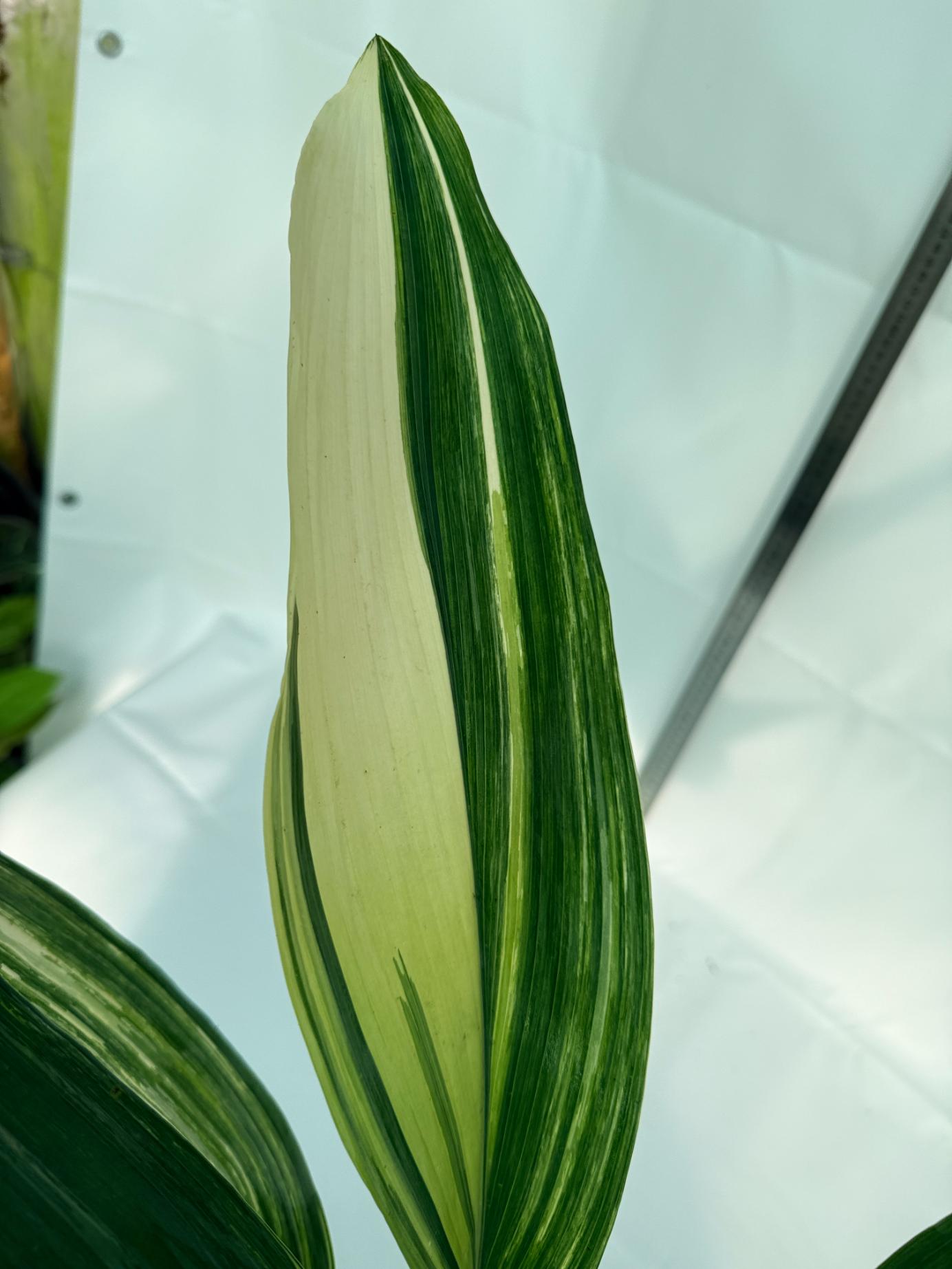 Aspidistra Elatior Variegata 13