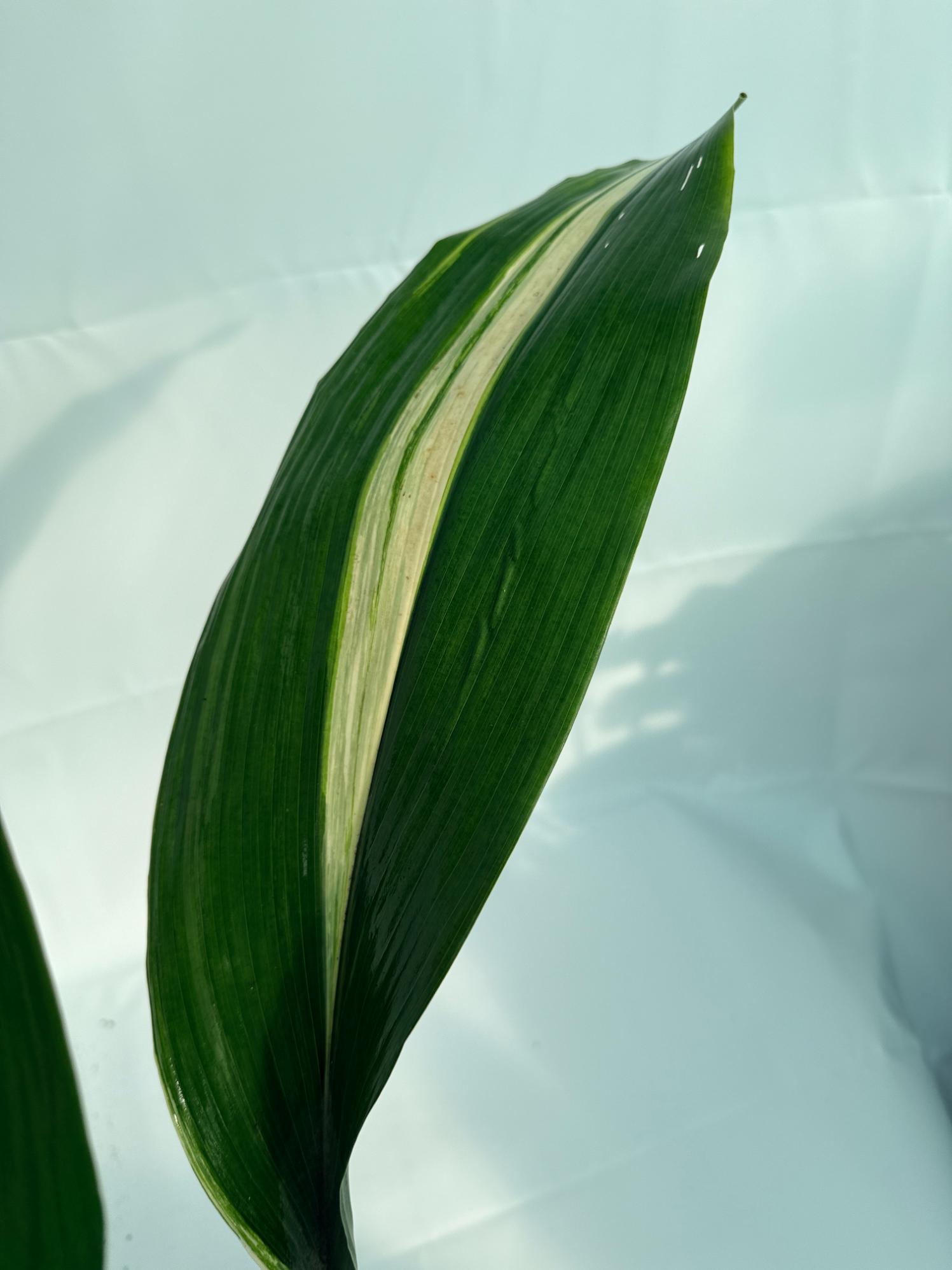 Aspidistra Elatior Variegata 5