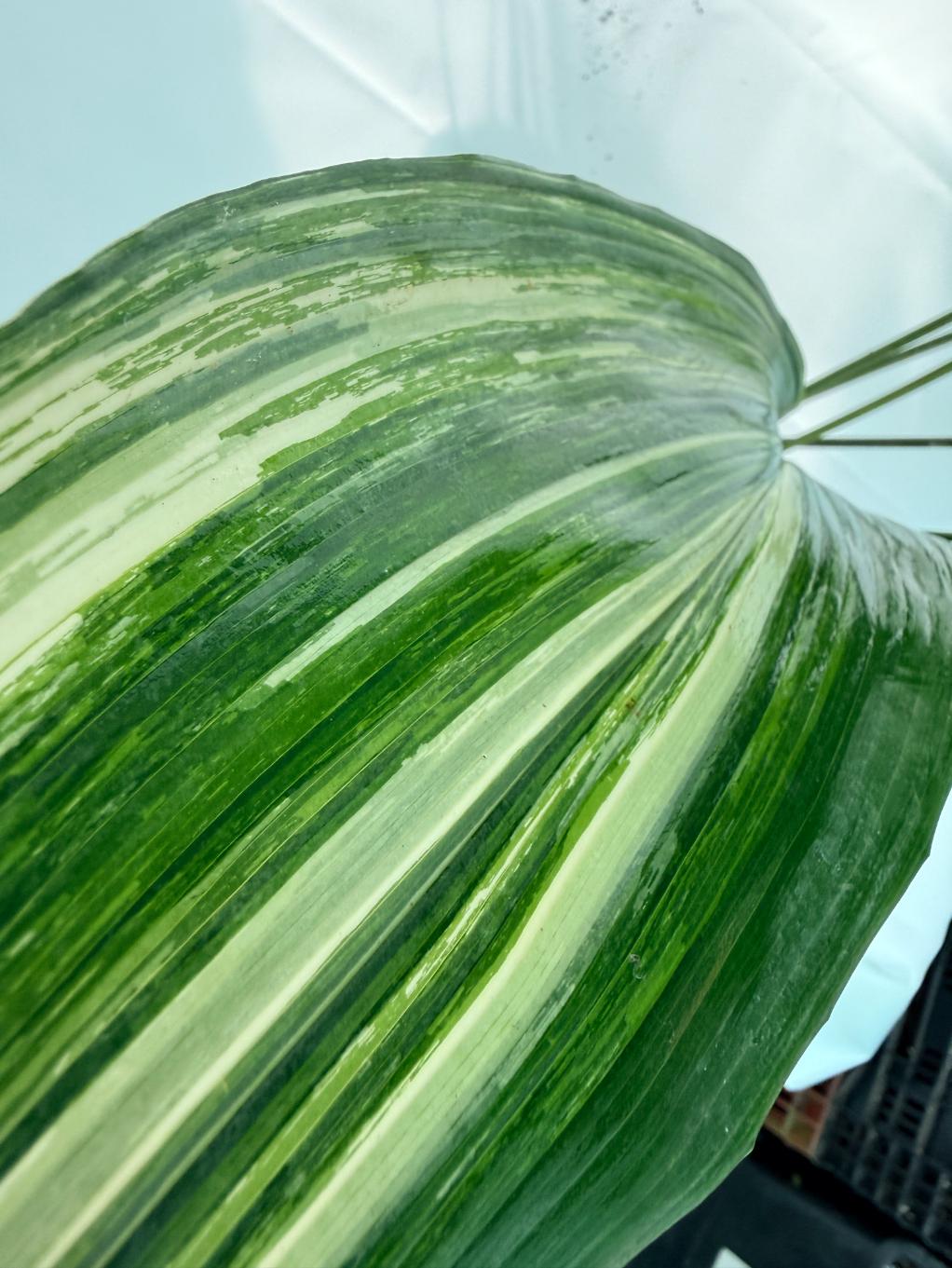 Aspidistra Elatior Variegata 2