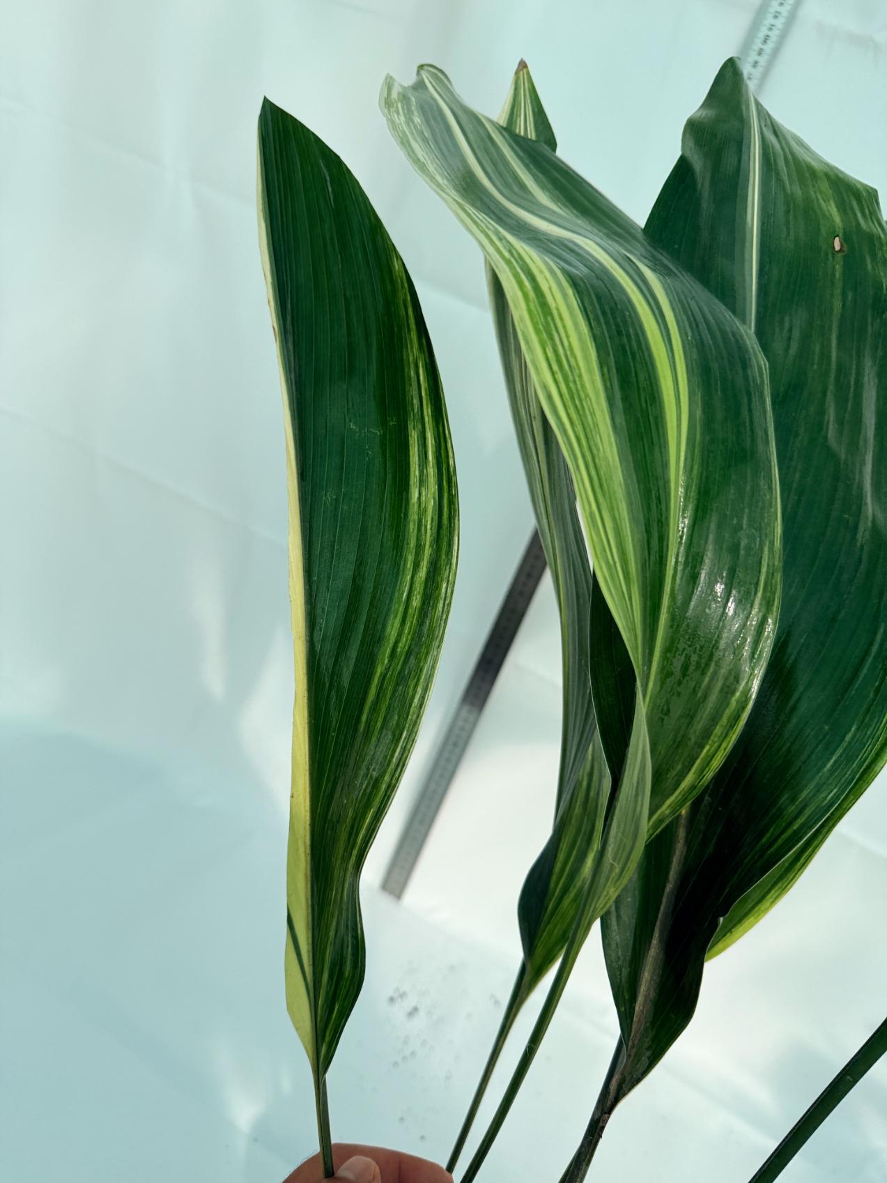 Aspidistra Elatior Variegata 6