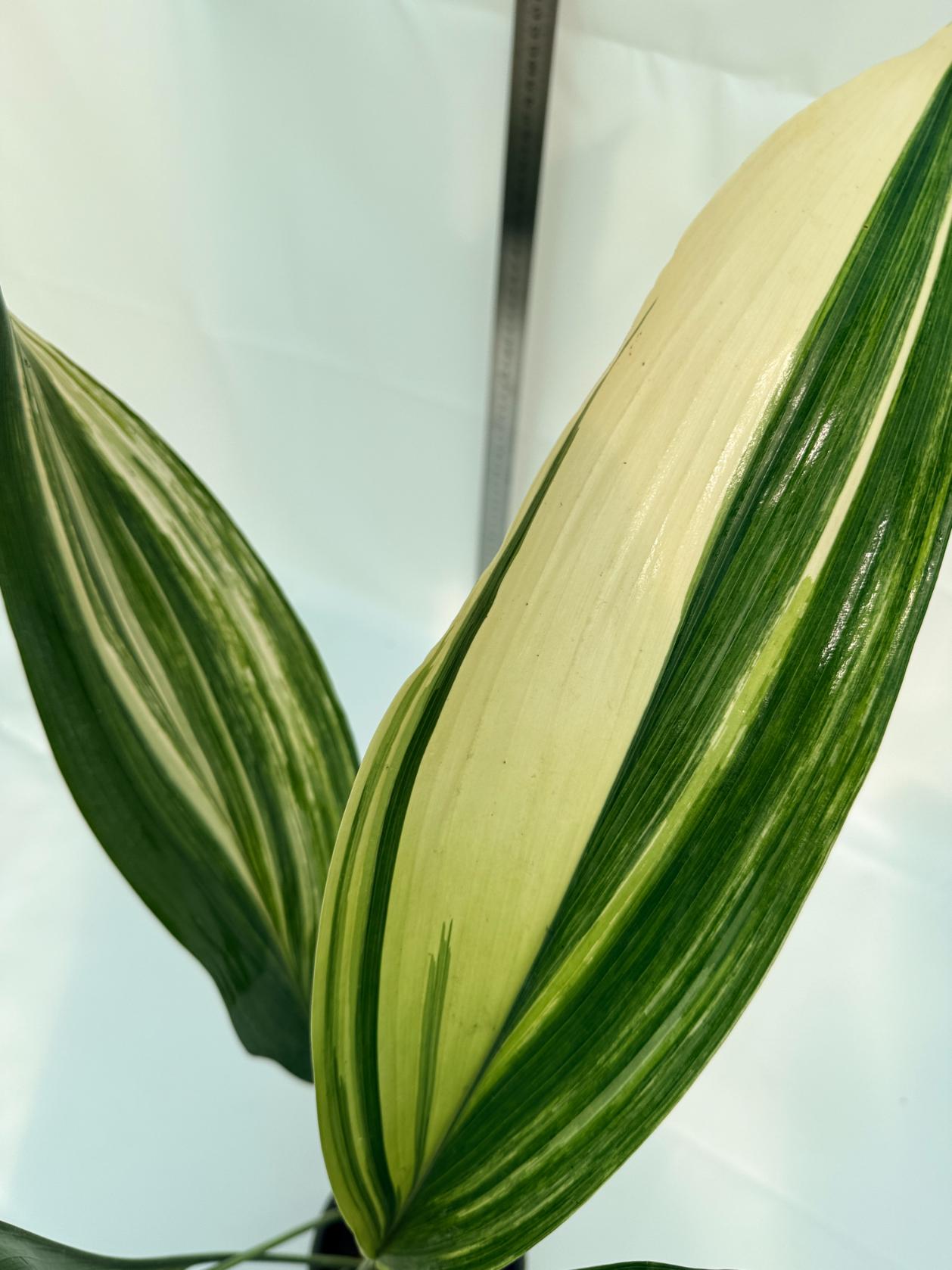 Aspidistra Elatior Variegata 3