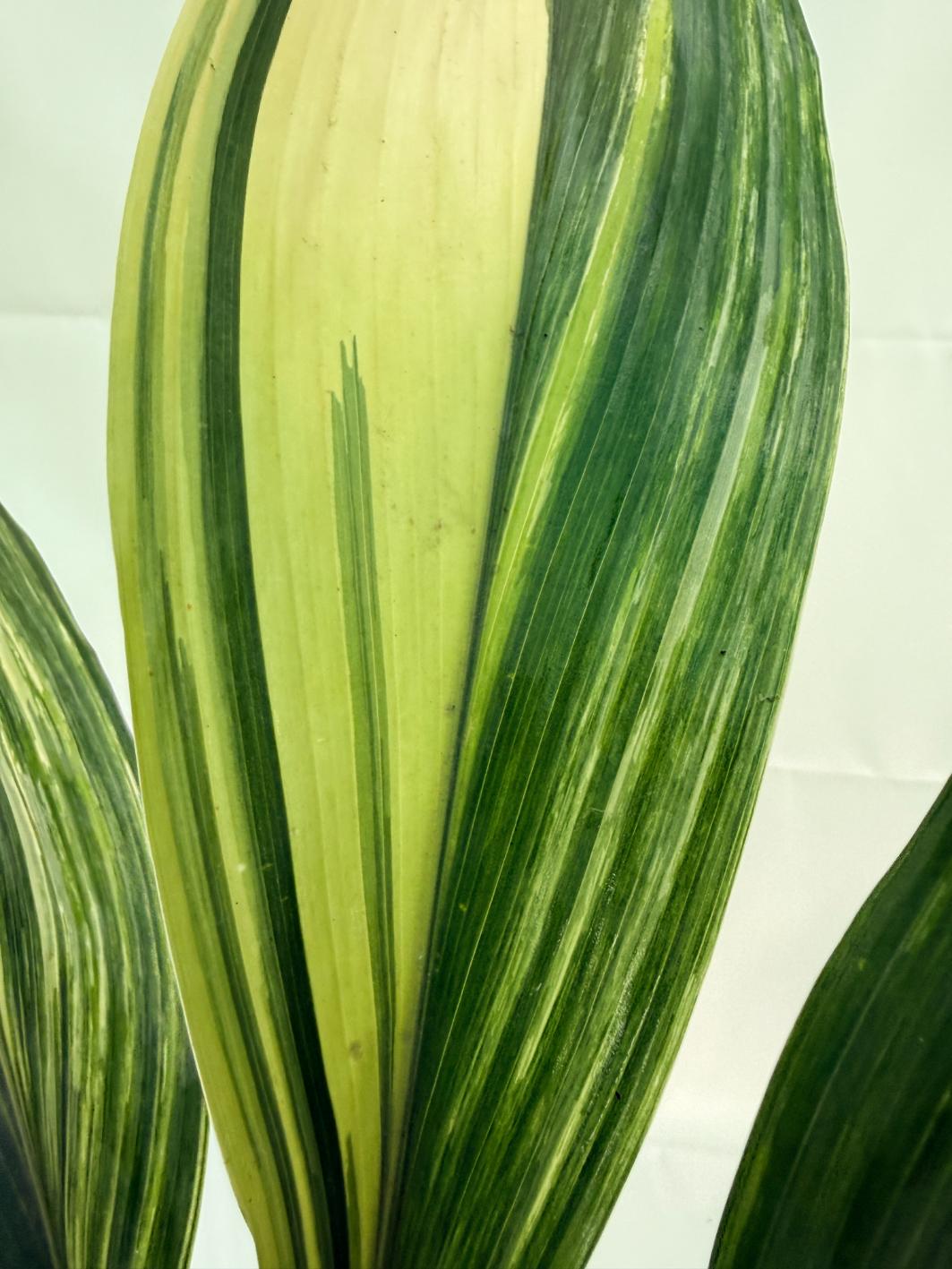 Aspidistra Elatior Variegata 7