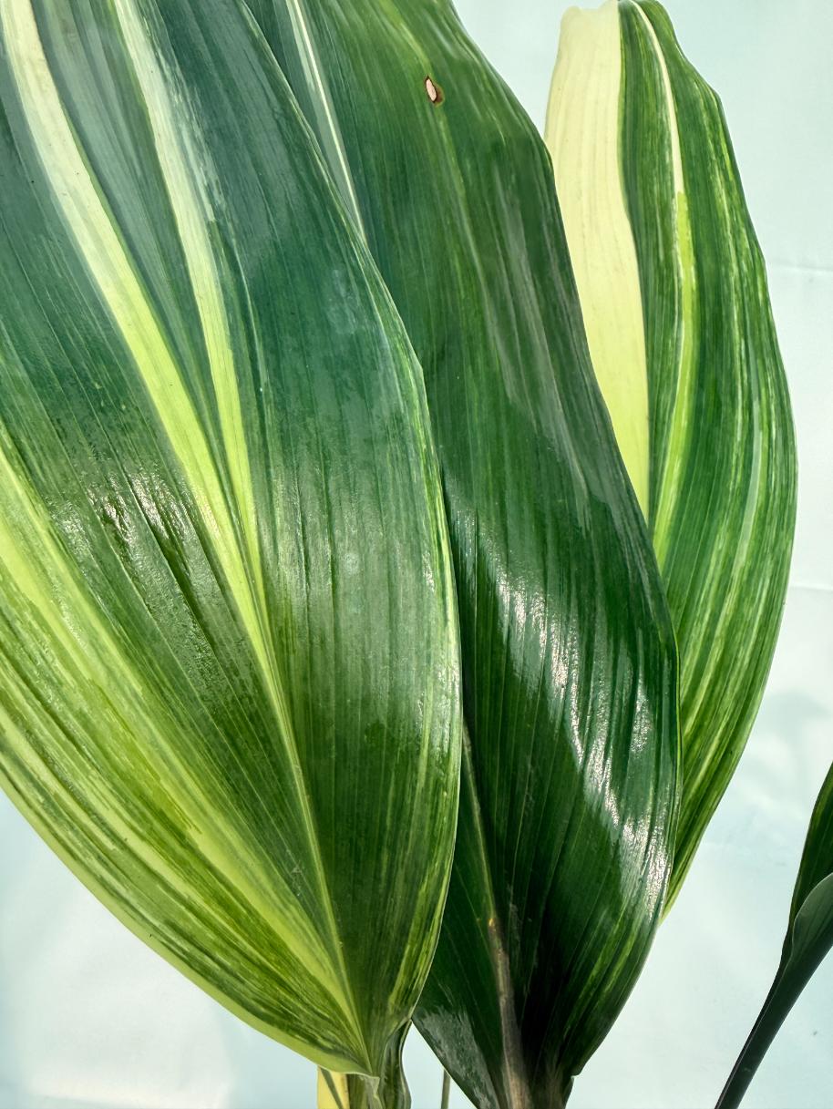 Aspidistra Elatior Variegata 8