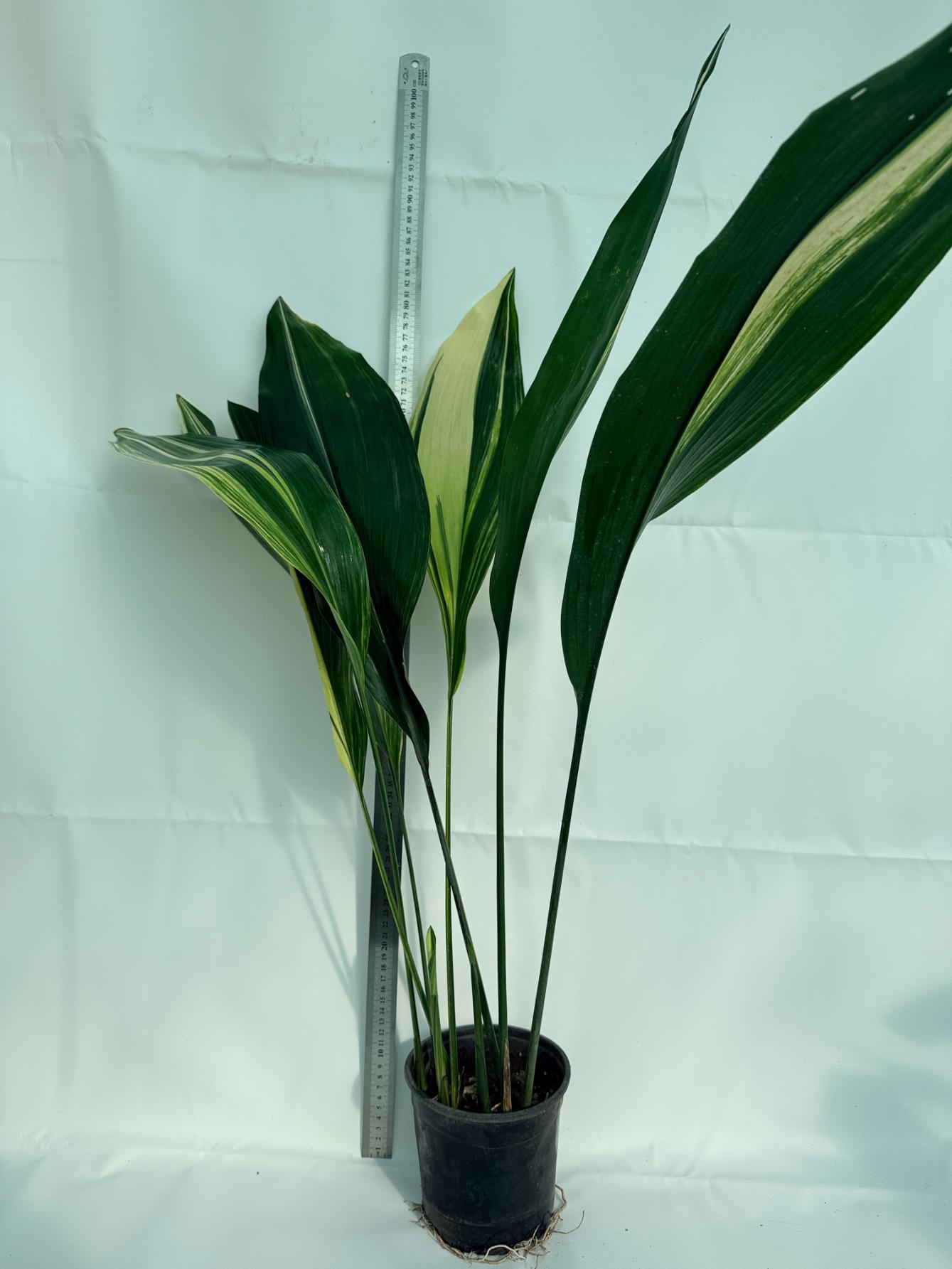 Aspidistra Elatior Variegata 1