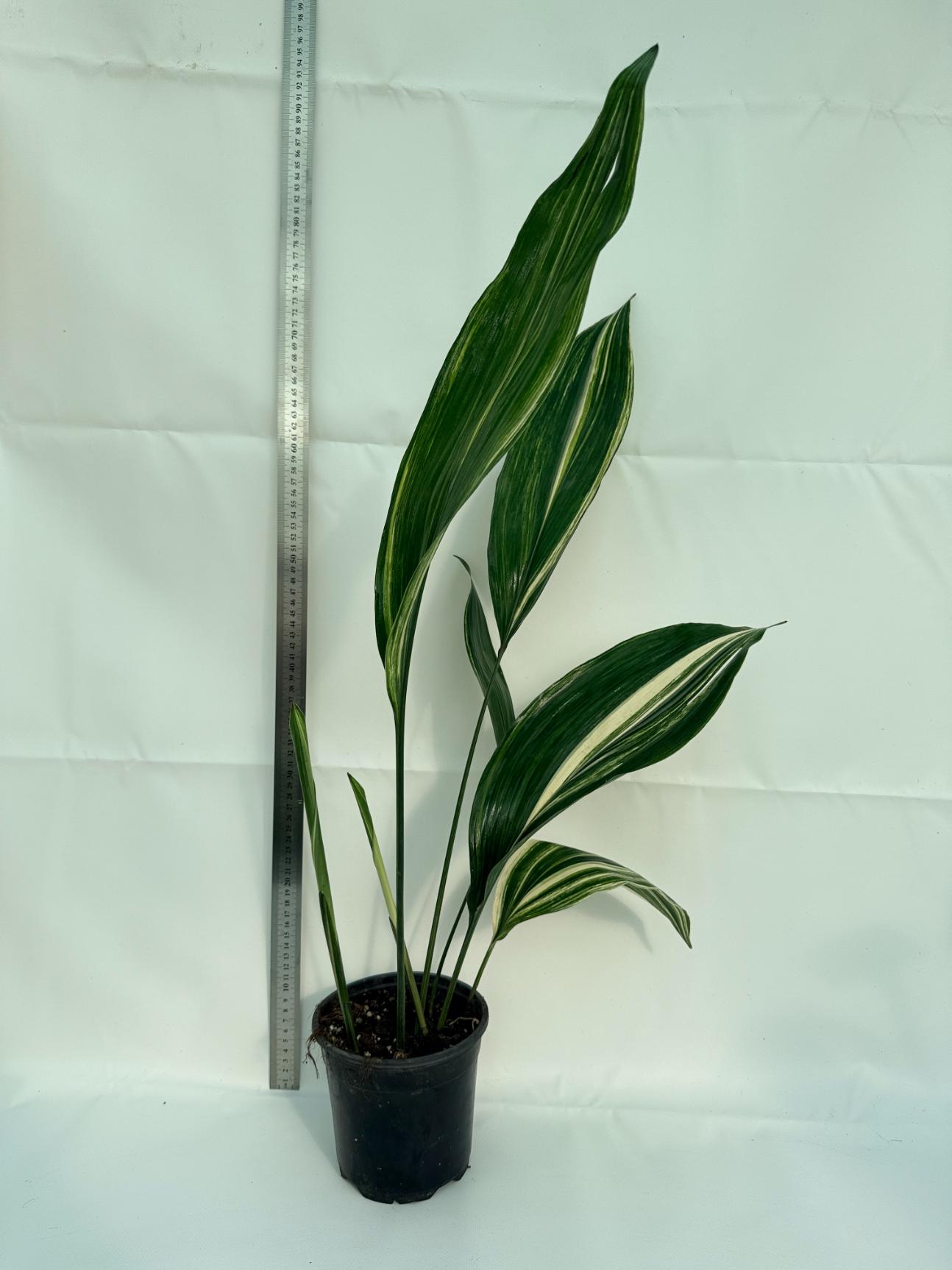 Aspidistra Elatior Variegata 1