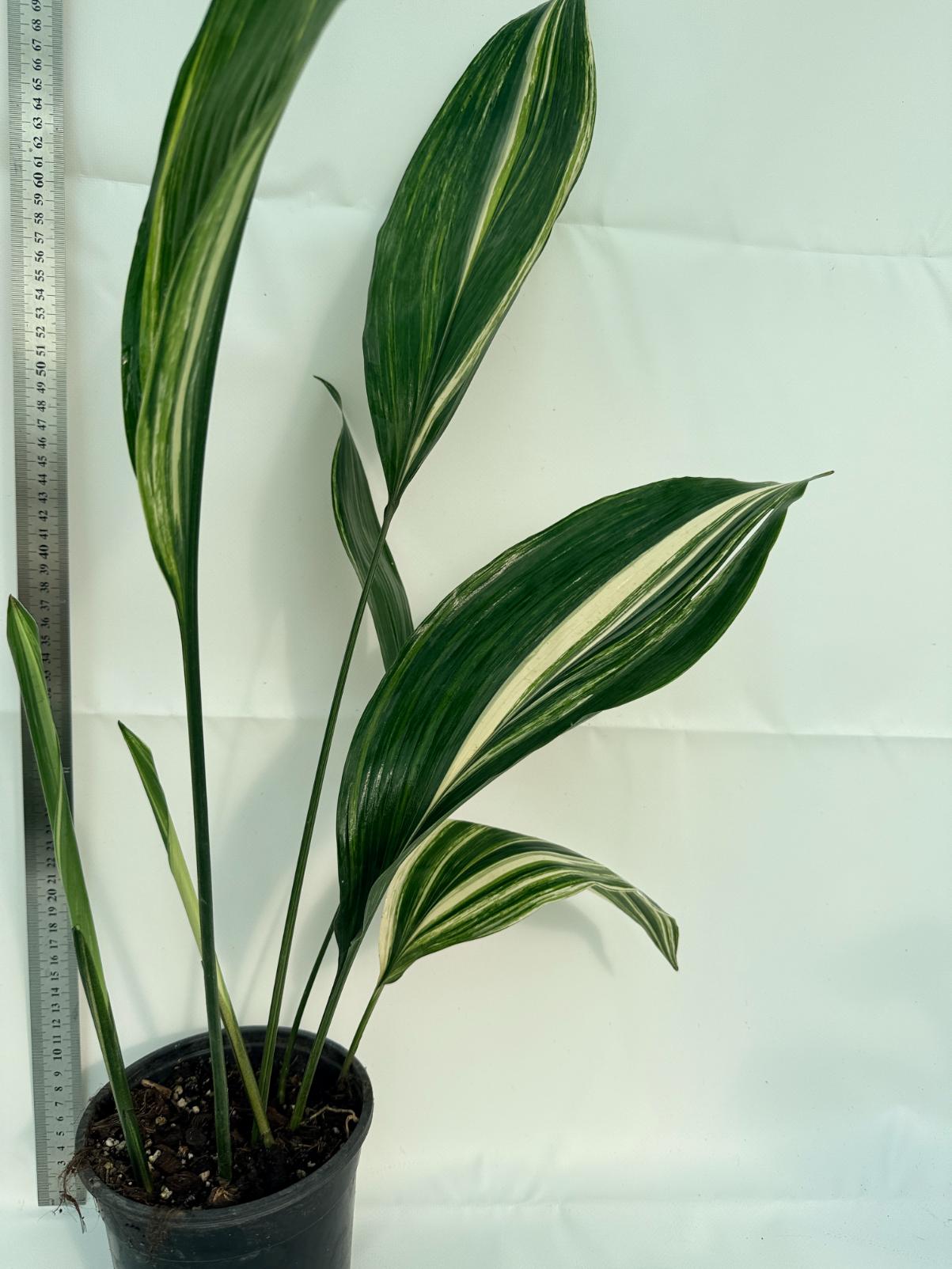 Aspidistra Elatior Variegata 5