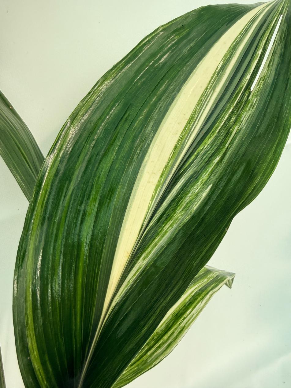 Aspidistra Elatior Variegata 6