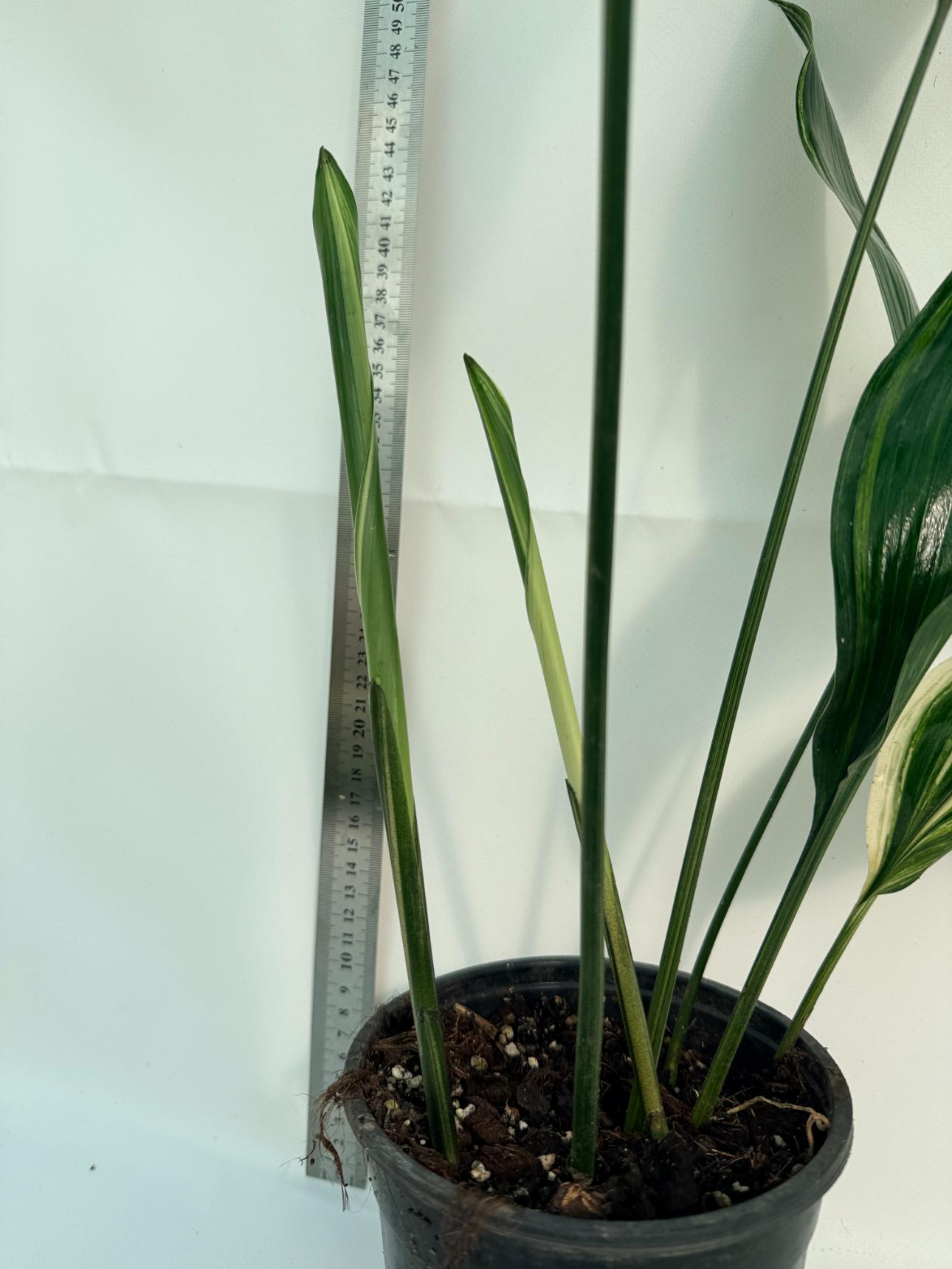 Aspidistra Elatior Variegata 7
