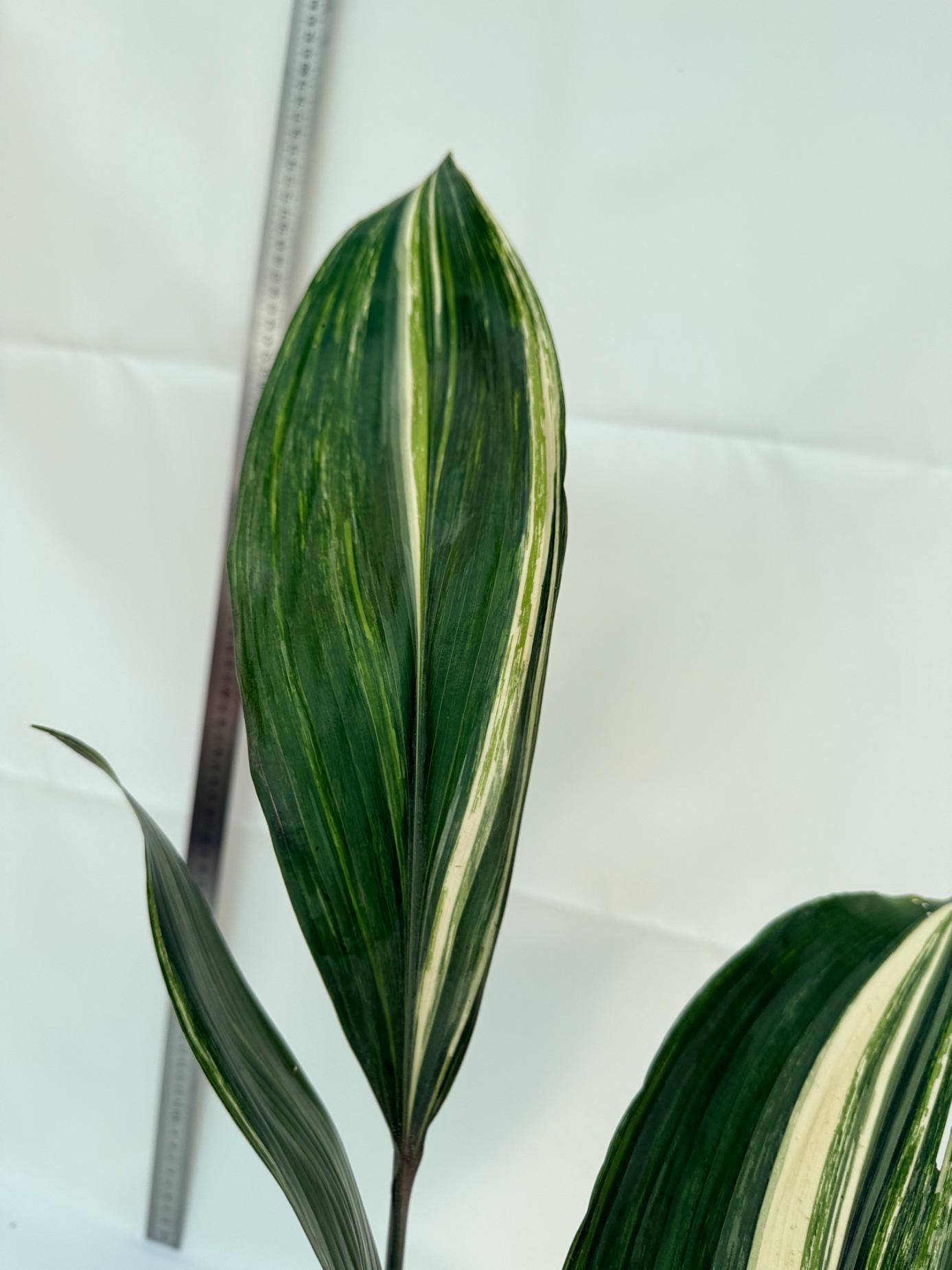 Aspidistra Elatior Variegata 8