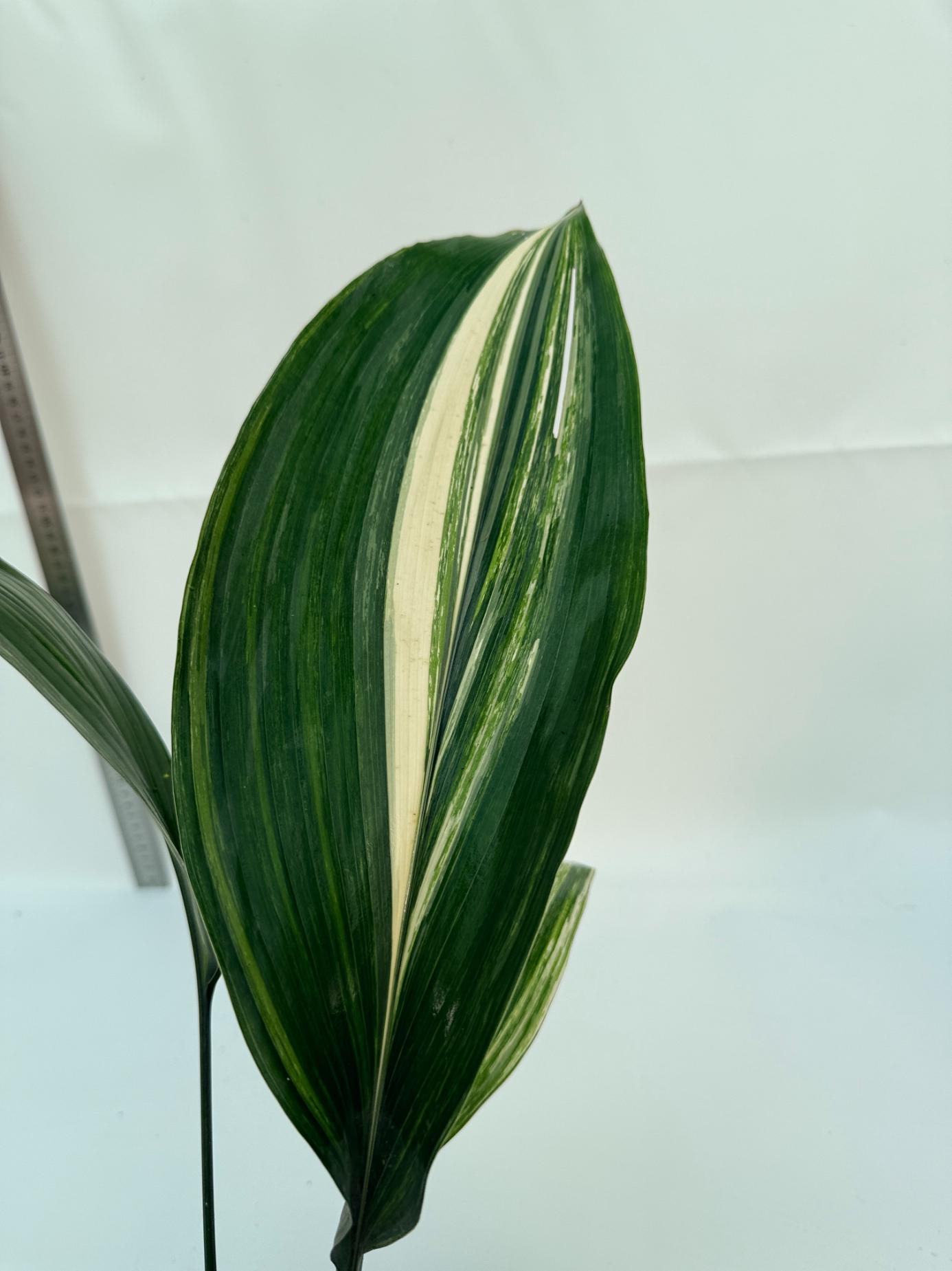 Aspidistra Elatior Variegata 9