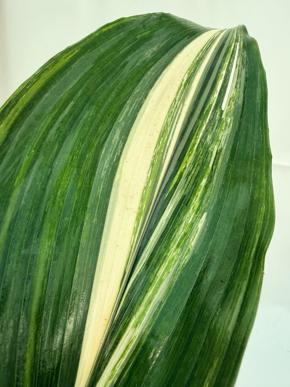 Aspidistra Elatior Variegata 10