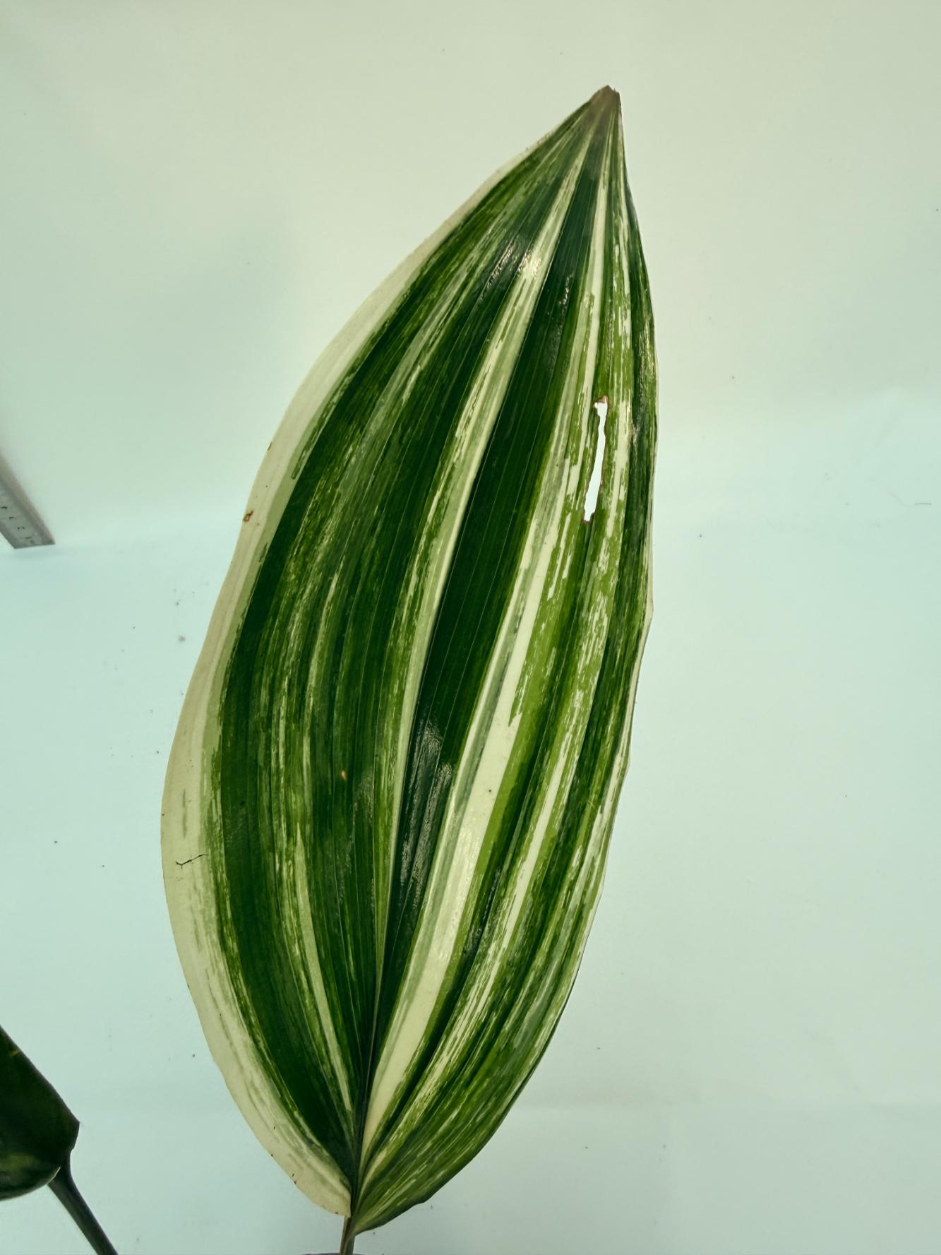 Aspidistra Elatior Variegata 3