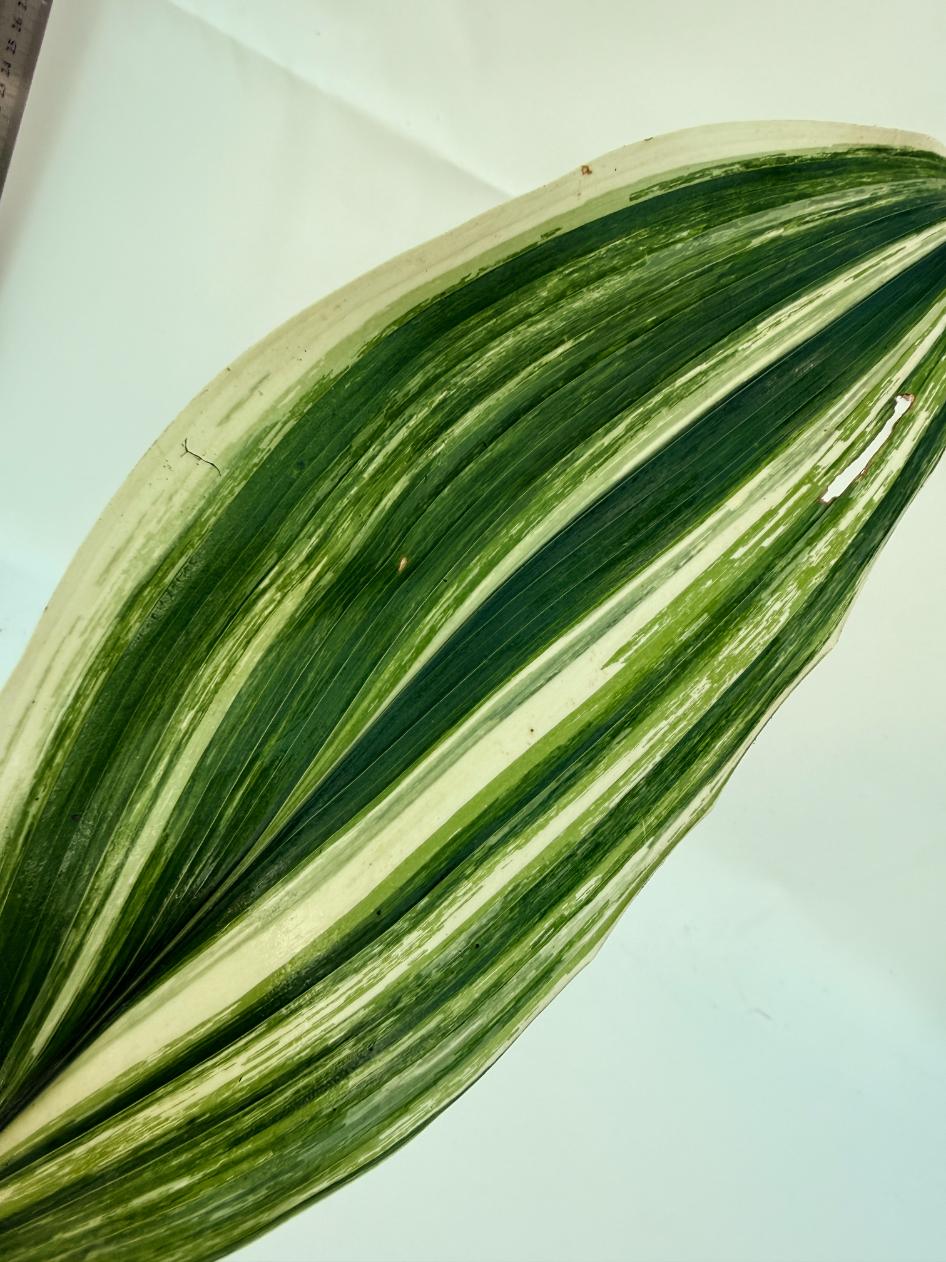 Aspidistra Elatior Variegata 2