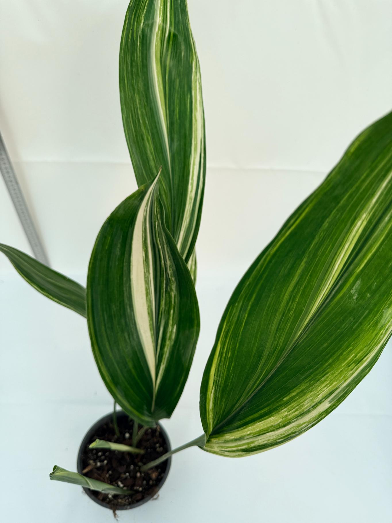 Aspidistra Elatior Variegata 4