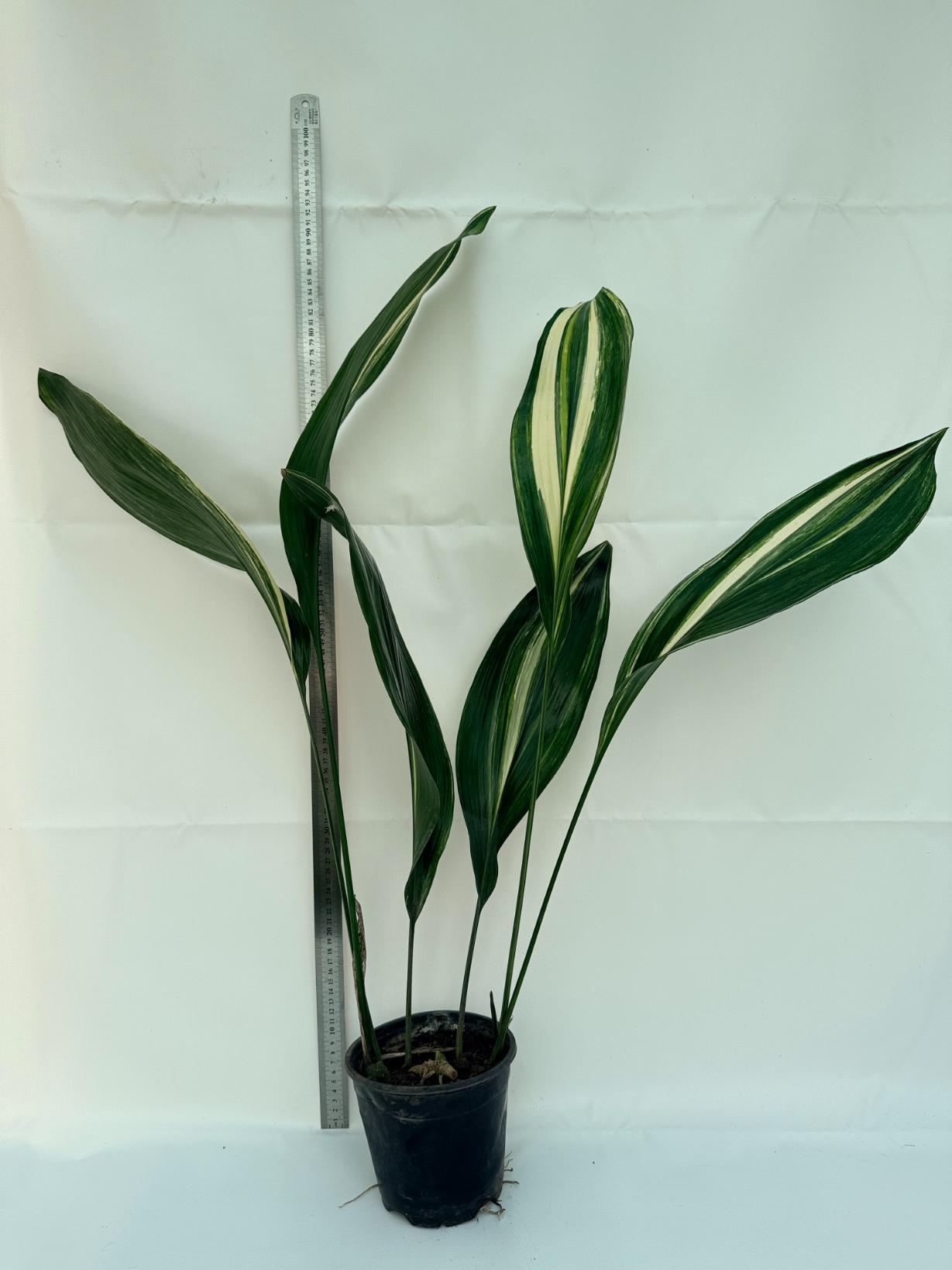 Aspidistra Elatior Variegata 1