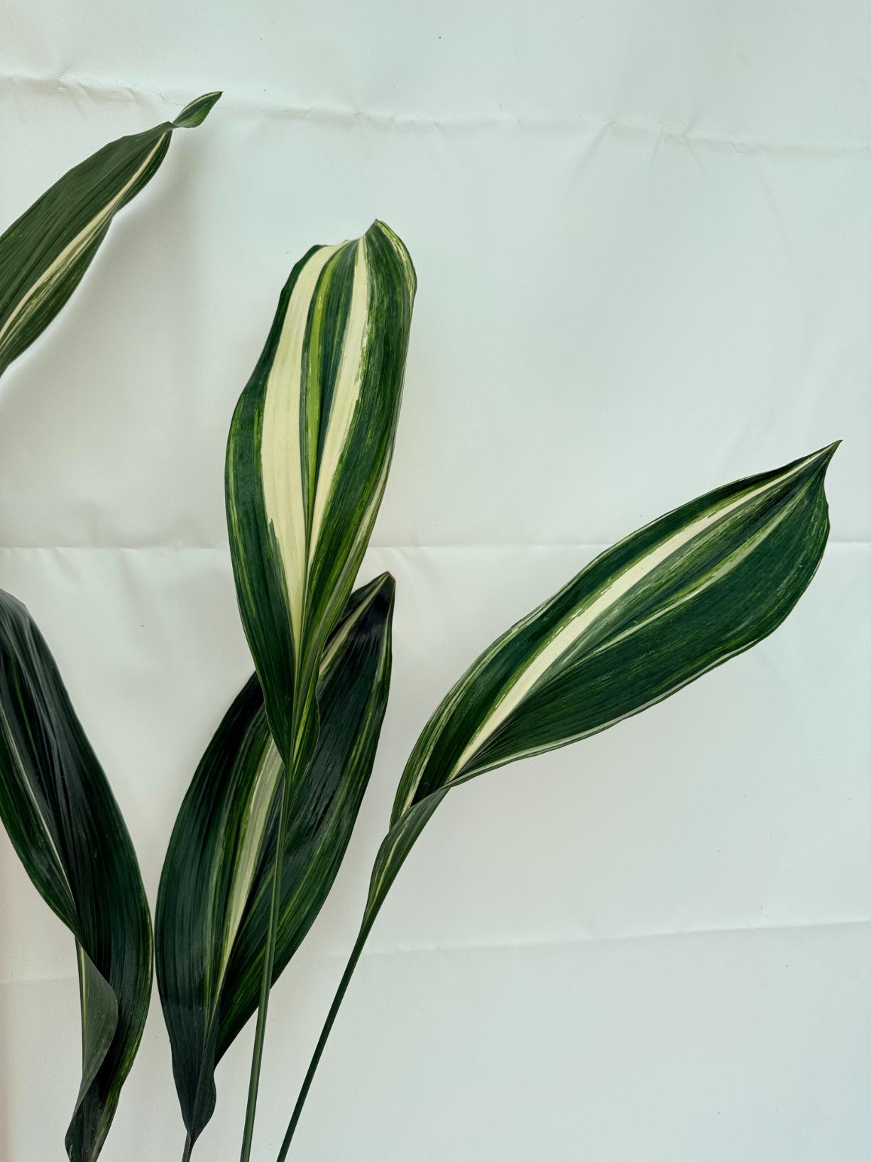 Aspidistra Elatior Variegata 5